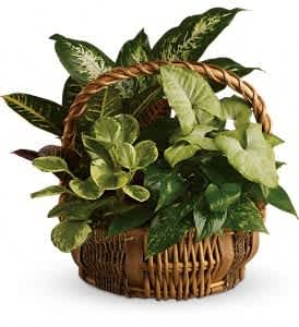 Mixed Greens Planter - A luscious assortment of 4 plants all nestled in perfect display in a wicker basket.  Makes a perfect gift for any occasion, or simply something for yourself.