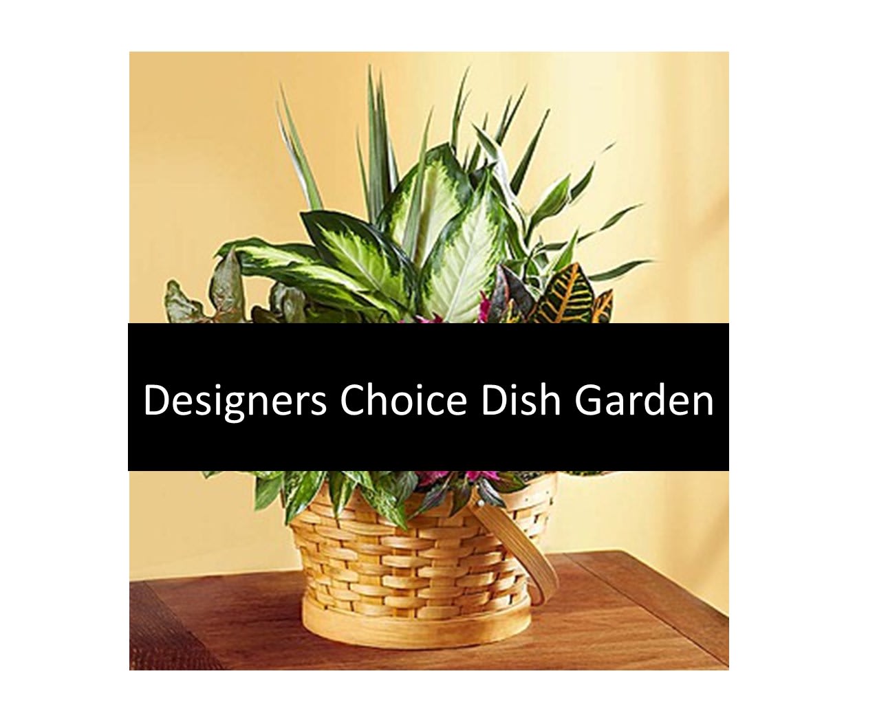 Designers Choice Dish Garden Designers Choice Dish Garden - Designers Choice dish garden of the freshest green plants for your recipient to enjoy. Standard baskets have 3-4 plants, Deluxe have 4-5 and Premium has 5-6 varieties.