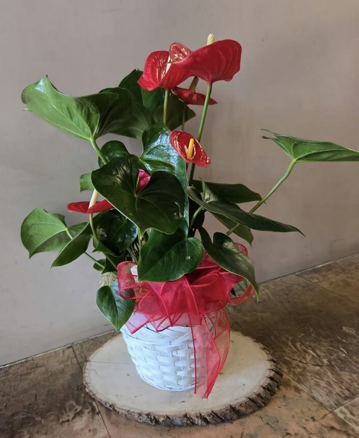 Red Anthurium Plant  - Calling all plant lovers: This red Anthurium is a unique and easy to care for plant that provides a gorgeous pop of color to any space! 