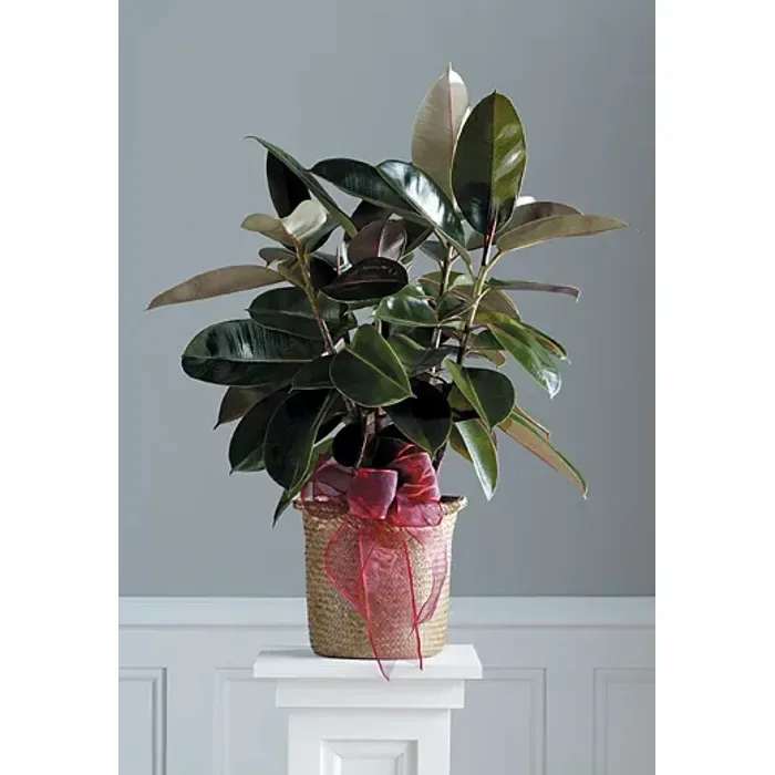 Florist’s Choice - A thoughtful and lasting gesture of comfort, a plant brings a sense of peace and serenity during times of loss.
