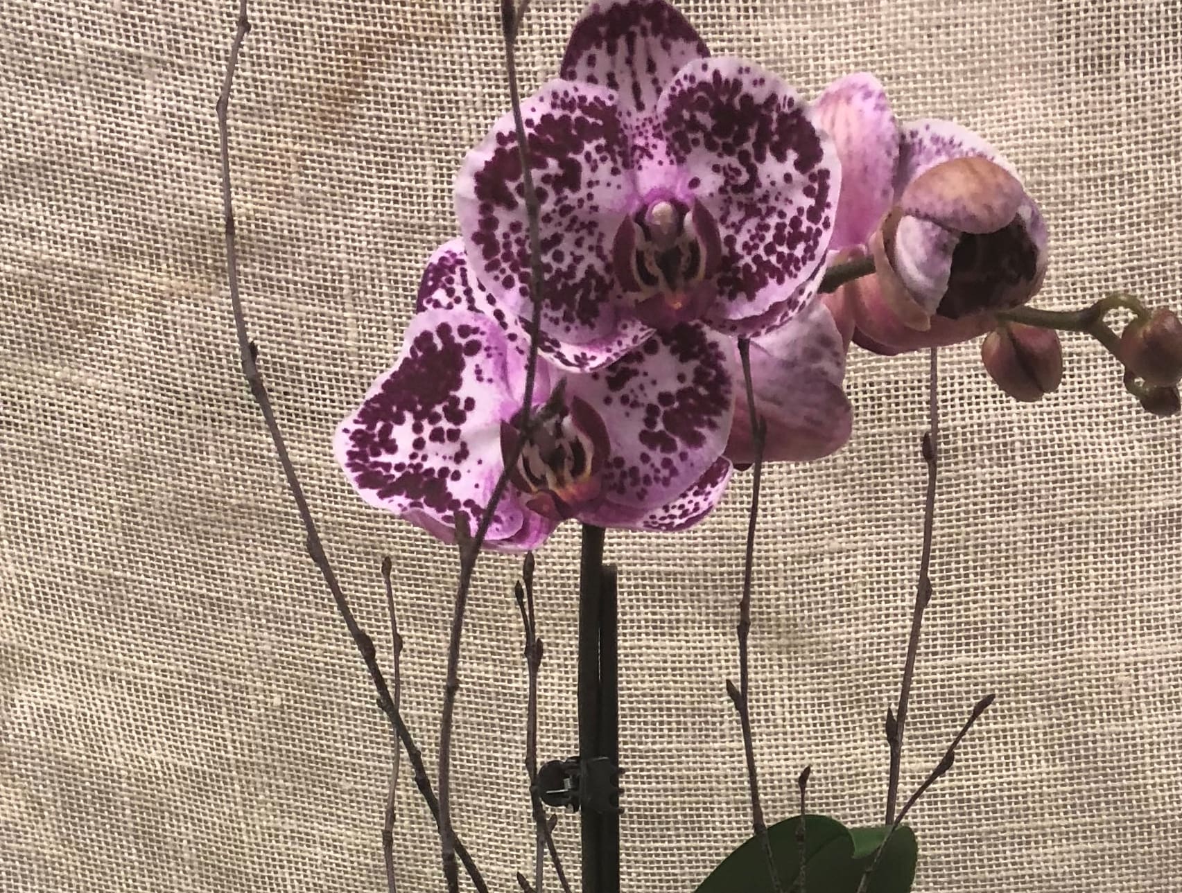 Phalenopsis Orchid-- Purple/dark pink- 2 spikes - The exotic orchid, this thing of beauty gets more than its fair share.  A perfect choice for a celebration or for an expression of sympathy. Orchid color will vary- but will be in the dark purple or deep pink color note.  The amount of white may be included (in a speckled pattern).  See photo gallery below for some of the orchids we've sent out in the past with this item.  Plant comes in a ceramic pot.