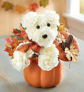 Pumpkin Puppy - Everyone’s favorite floral pooch is all decked out for fall. Hand-crafted with white carnations and colorful leaves, this playful pup is perched inside our newly designed artisan pumpkin canister for a truly original touch. Decorated with gold metal  leaves, it’s the perfect pick for holding candy or as a charming new addition to the seasonal décor.