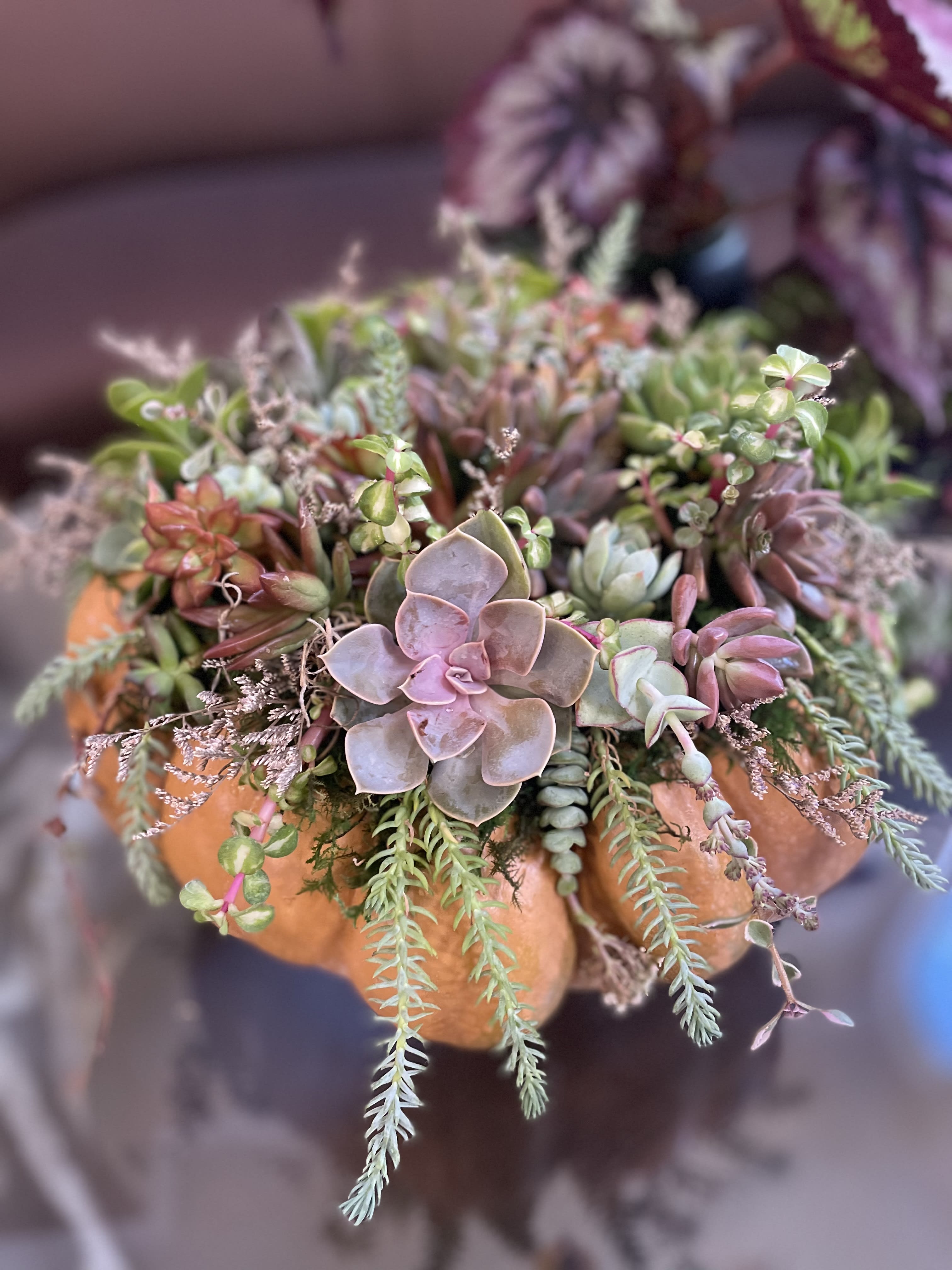 Fun Day with pumpkin succulent  -  A pumpkin succulent floral arrangement is a creative and seasonal display to create fun and unique atmosphere. This arrangement adds a touch of nature and beauty to any fall or Halloween-themed decor. Succulents placed on top of real pumpkin. It should last for 2-3 months and succulents can be planted to your soil garden after. Just spray them with water every other day . Enjoy your easy breezy pumpkin day ! 
