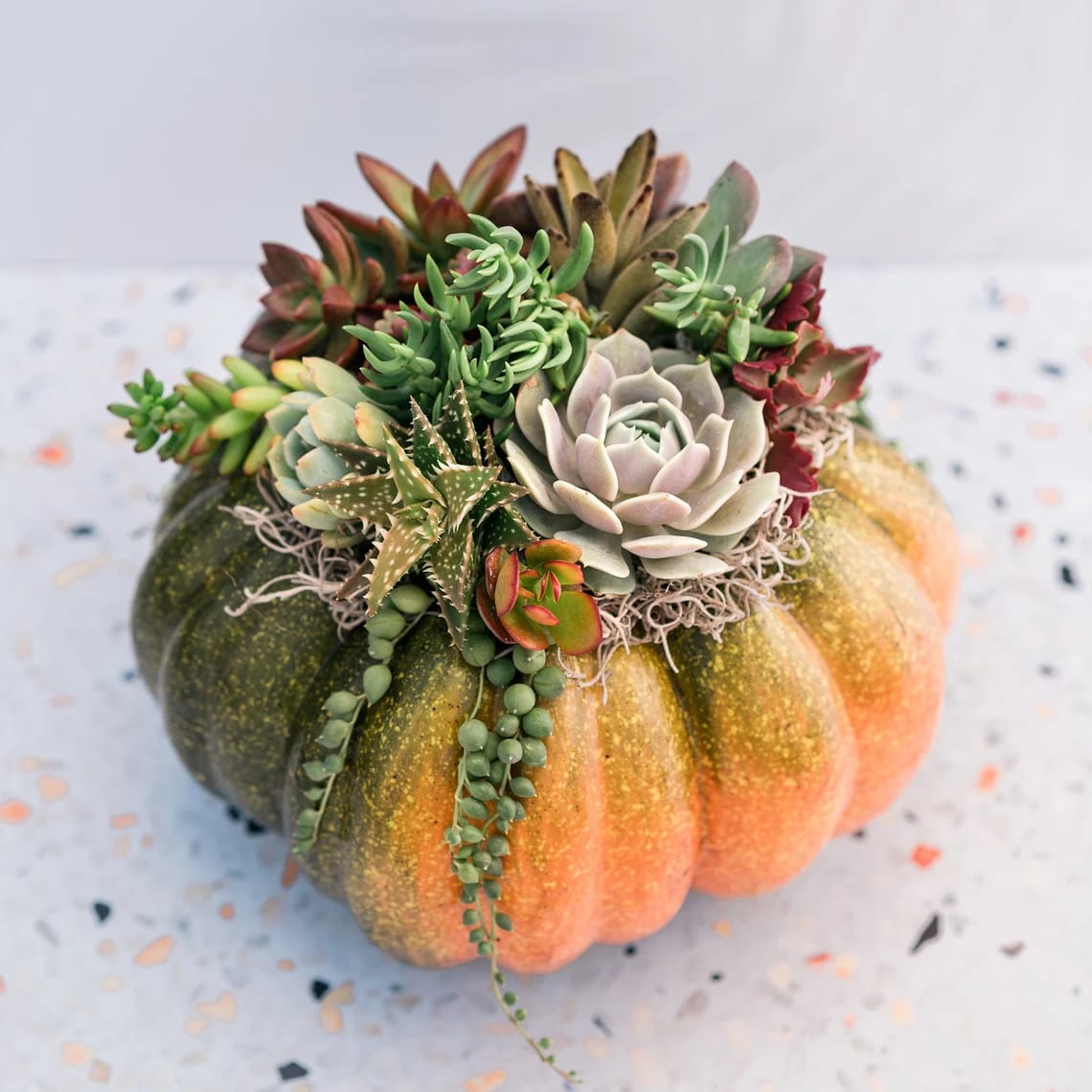 Succulent Pumpkin , Set of 2  - Embrace the Cutest Fall Decor  Fall is in the air, and there's no better way to celebrate the season's charm than with Pumpkin Succulent Centerpieces!  These adorable arrangements bring a touch of nature's beauty right to your home.  What makes them even more delightful? They last! Succulents and moss nestled on top of a pumpkin can thrive for 2-4 months, adding a touch of greenery to your fall decor. When it's time, simply replant the succulents in soil to enjoy their beauty year-round. Comes in 3 sizes! Enjoy the magic of autumn with these long-lasting, cute creations!       