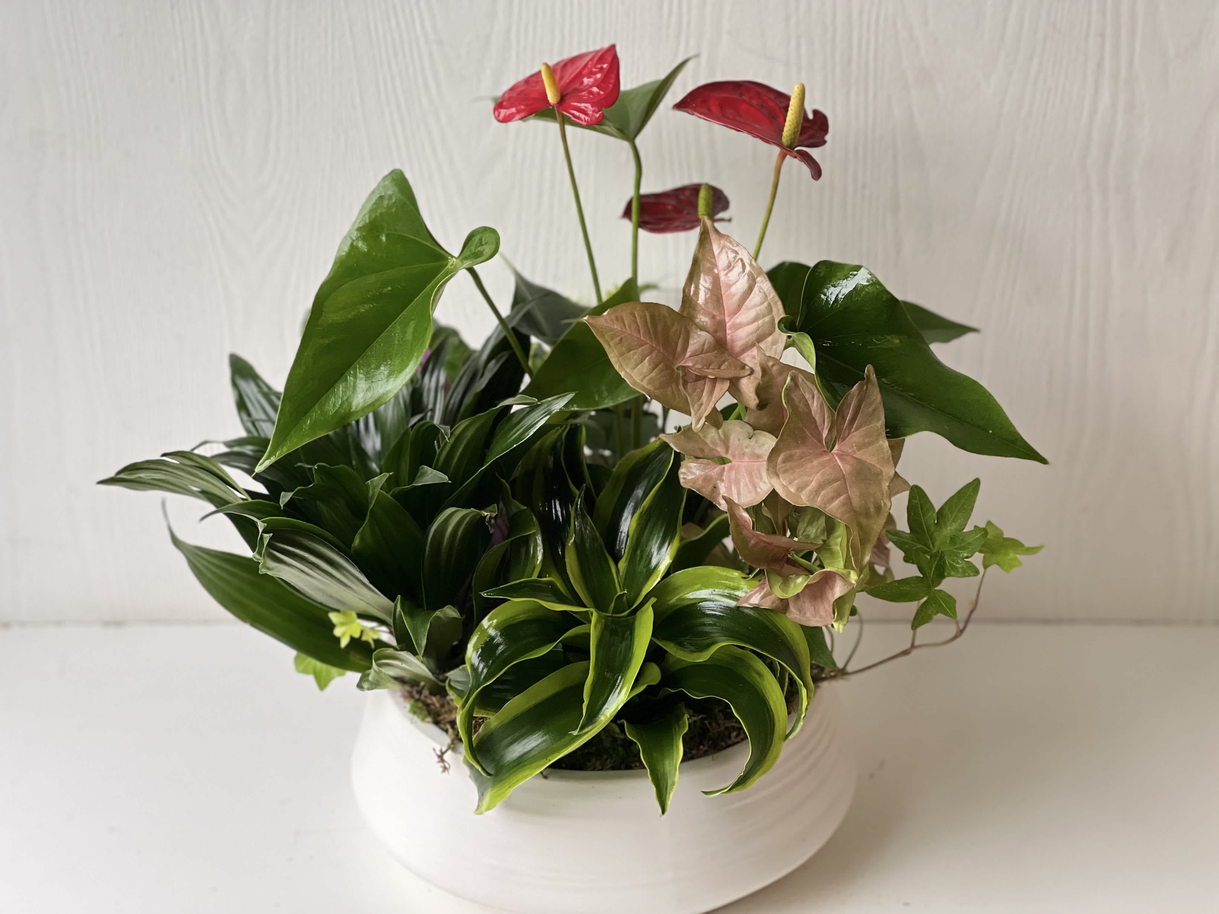 EC10 - Green Garden - This versatile planter of potted green plants adds beauty, life and fresh air to any space. It's a long-lasting gift that communicates your love and best wishes, no matter the occasion.