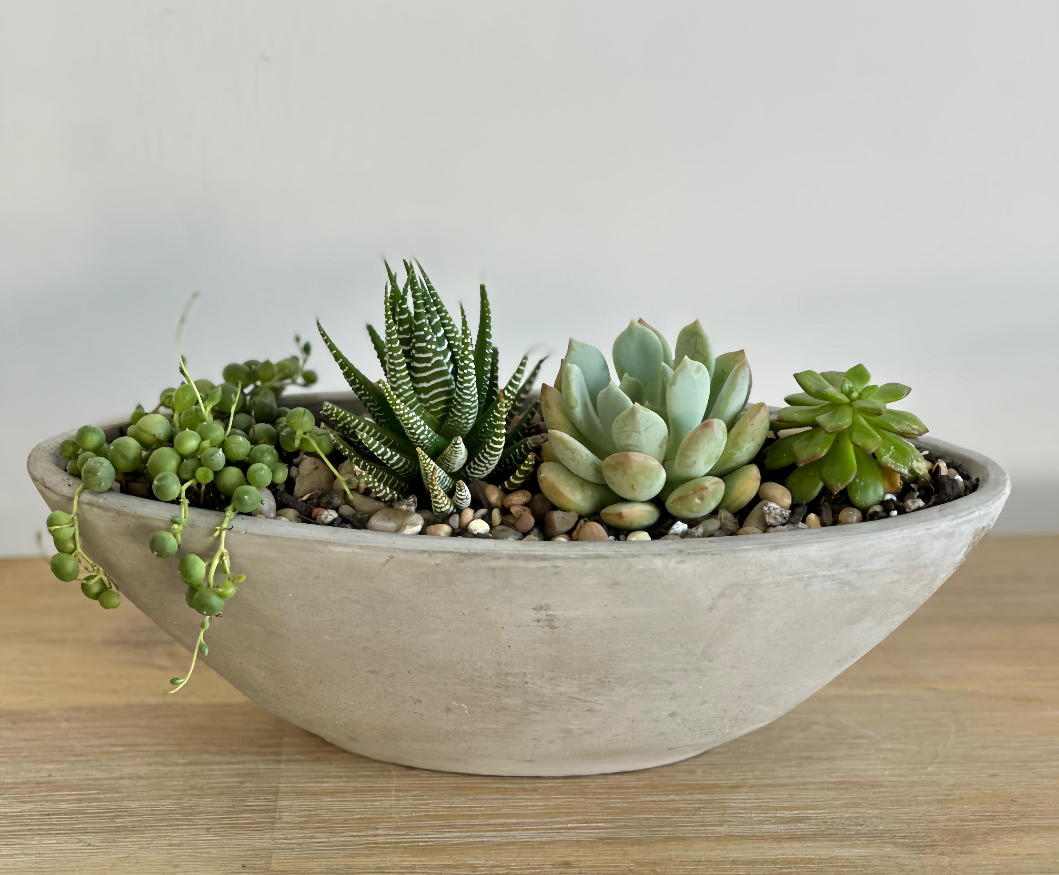 Succulent Garden - A mix of hardy succulents arranged in a sleek grey ceramic oval pot. This low-maintenance piece adds a modern, natural touch to any shelf or desk.