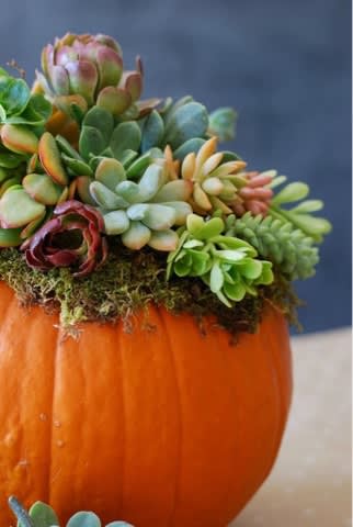 Living Harvest Pumpkin (real pumpkin) Living Harvest Pumpkin (real pumpkin) - AVAILABLE NOW THROUGH THANKSGIVING. Standard is a Large pumpkin, decorated with lush bed of succulents and fall accents. Designer's choice of pumpkin colors available on hand (ie. orange, white, green, variegated, etc.) Great for a dining centerpiece, hostess gift, or front porch decor. This will last through the holidays with occasional light watering. Replant the succulents into your garden after the holidays!