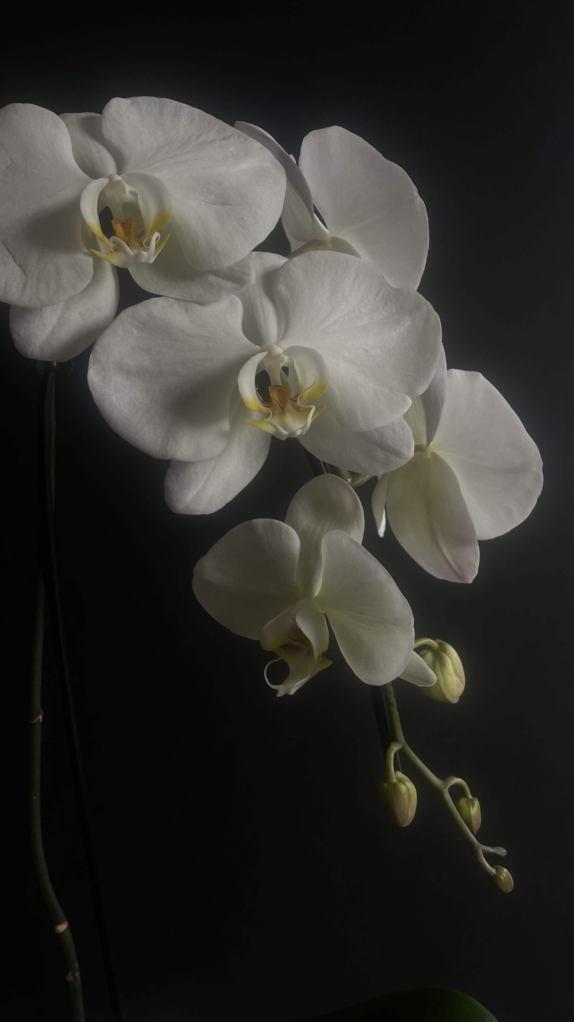 White Phalaenopsis - The Phalaenopsis orchid is one of the most popular and widely grown orchids, known for its elegant, long-lasting blooms and ease of care. These orchids are native to Southeast Asia, Australia, and Taiwan, and they come in a wide variety of colors, patterns, and sizes.