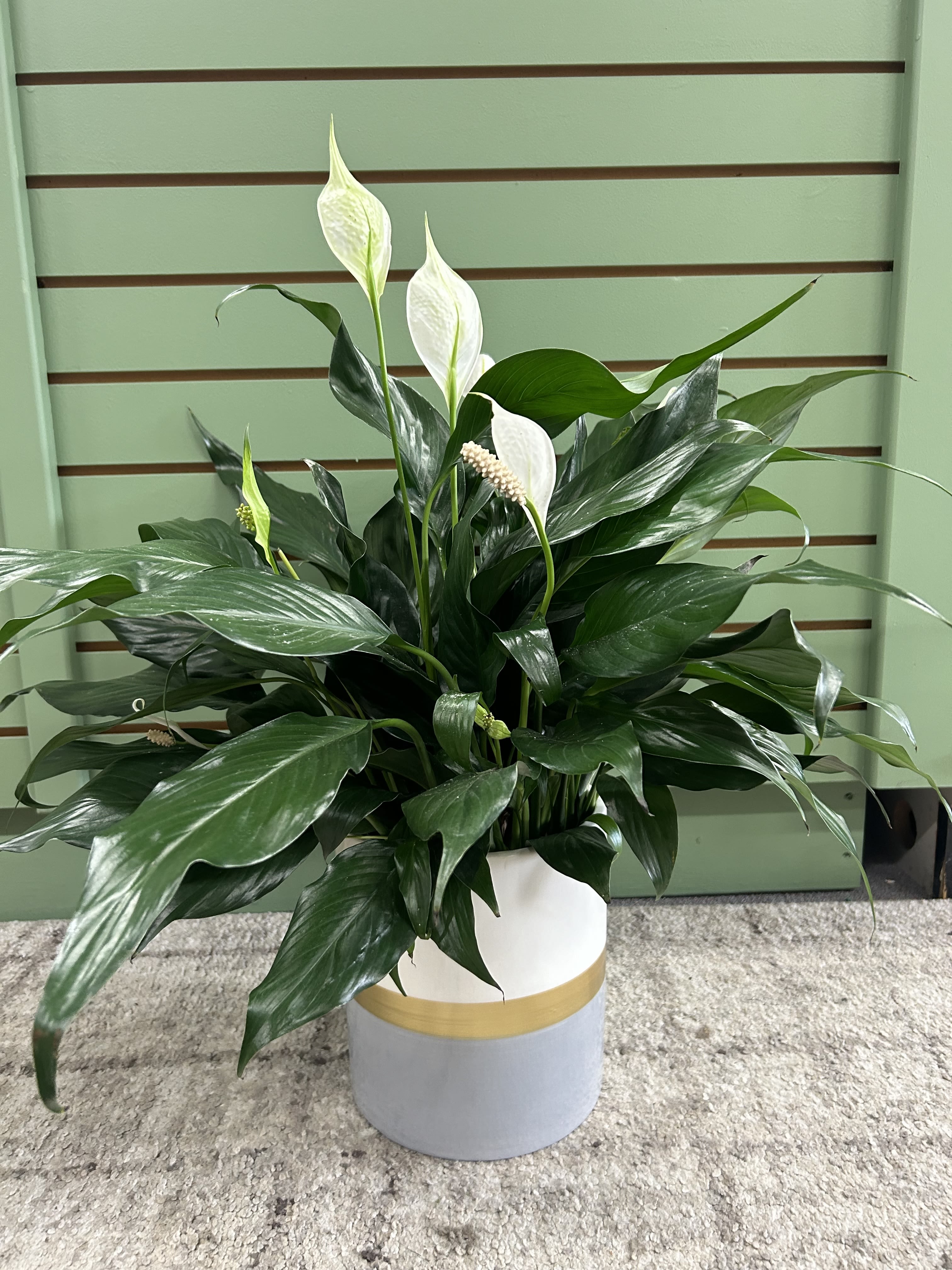 Deco Pot Peace Lily - Enjoy the classic beauty of a peace lily in a modern ceramic pot. Item size is roughly 24&quot; tall and 20&quot; wide
