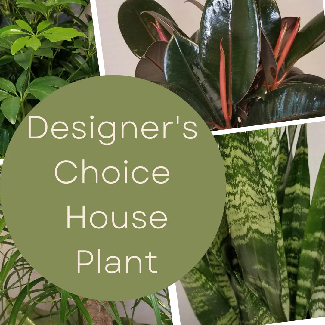 House Plant Designer's Choice House Plant Designer's Choice - We have a wide variety of different plants and sizes. Plants make great gifts for any occasion, Whether it's a birthday, just because, anniversary, graduation, or even for sympathy. Plants are a reminder of nature's wild beauty. We will pick out one of our quality plants in stock and season at your price point. Our plants come in a nice pot or container along with decorative accents.. If you are looking to add vibrant colors to your plant, we can add fresh-cut flowers and ribbons at an additional cost. If you have any question please give us a call.