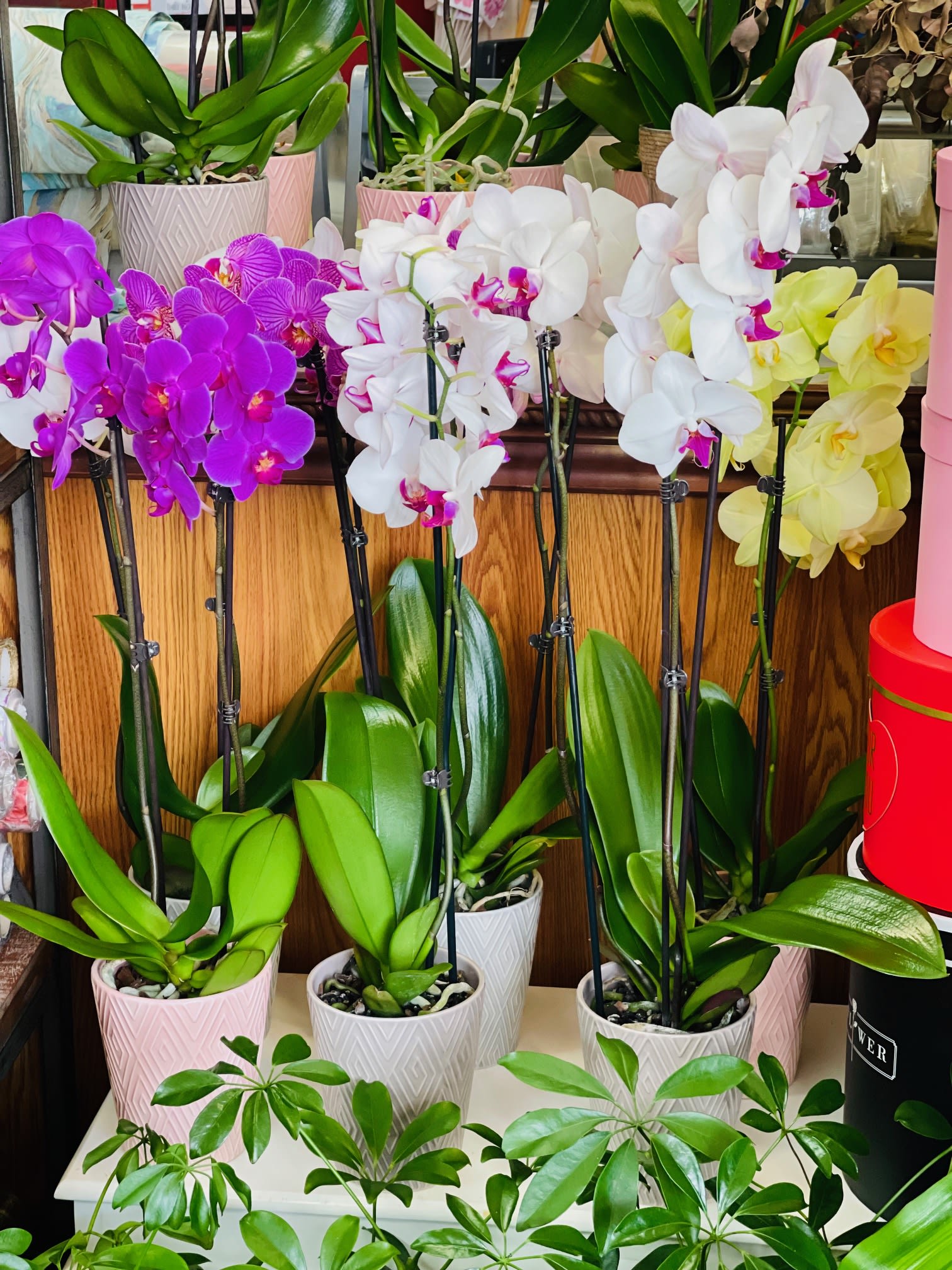 Orchid Plants - Orchid plant, colors and container may vary. 