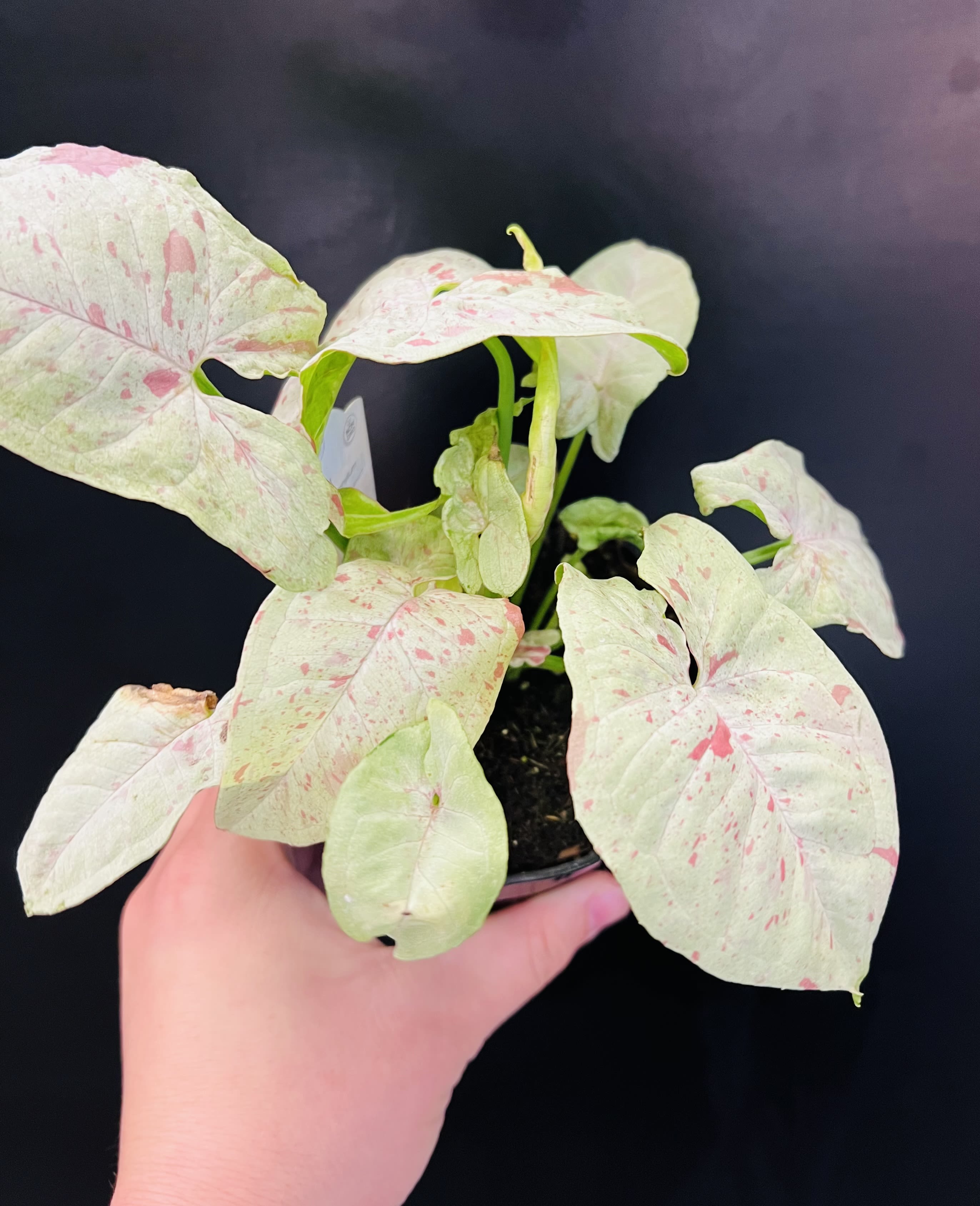 Syngonium Pink Salmon - Light : This plant typically gets dappled light so partial shade or partial sun conditions work well. Water : Well-draining soils are a must, as these plants like to stay evenly moist but not soaked. Make sure to stay on top of watering regularly, about when the top 2 inches of soil is dry. Pet Safe : No