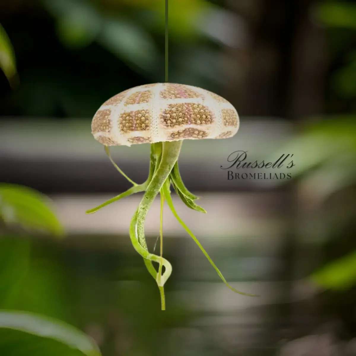  Russell's Bromeliads- Sea Urchin (Hanging) with Air Plant - he Sea Urchin with Plant is a hang-able sea urchin shell with an attached tillandsia that extends upside down from it, creating the appearance of a jellyfish. We use a larger air plant ranging between 4 - 7 inches long to establish this look. Our sea urchin shells range from 3 - 3.5 inches in diameter and have a hard outer surface made from calcium carbonate, which makes them very sturdy and durable.
