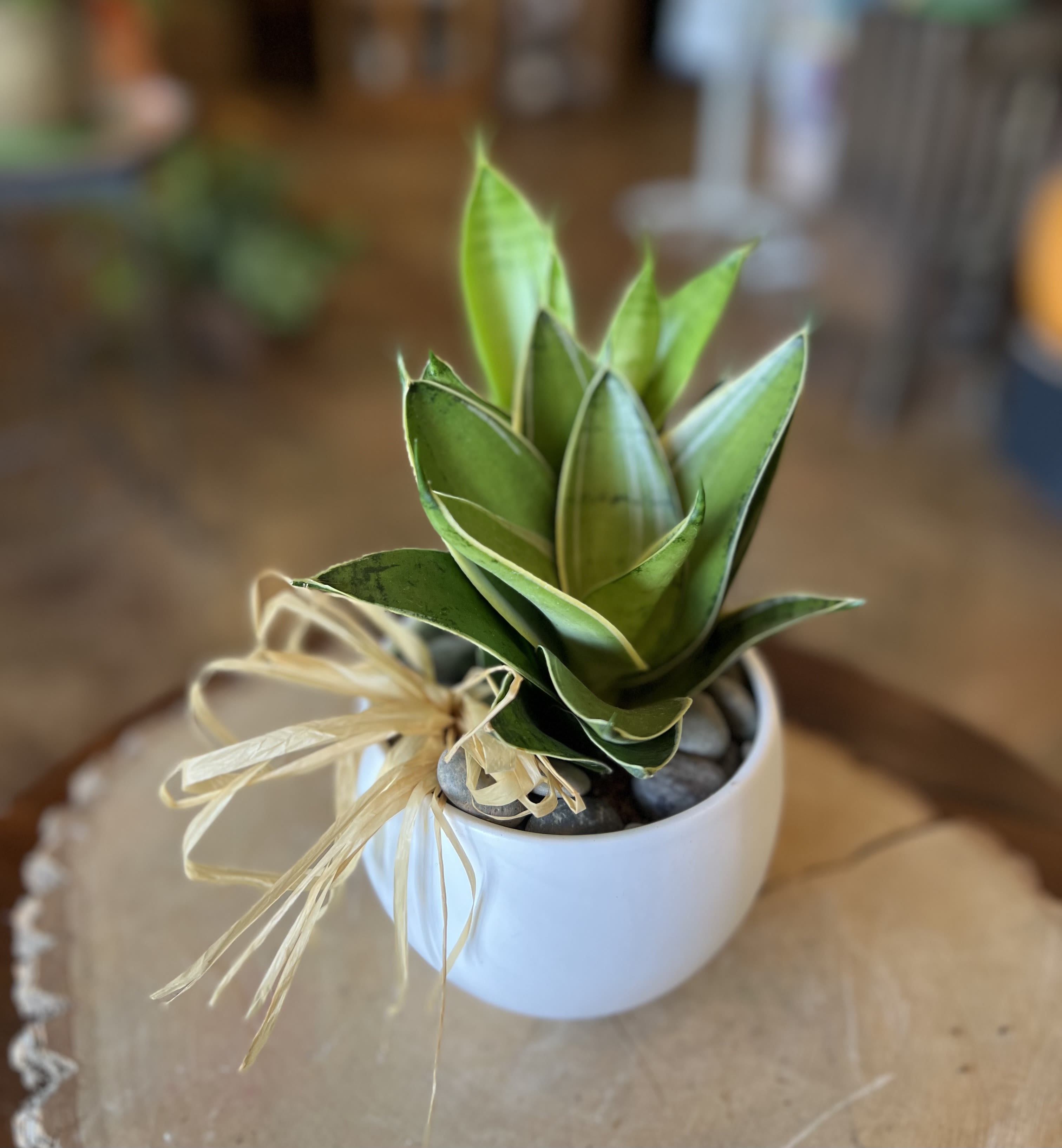 Serene Succulent Serene Succulent - Low maintenance, moderate care, petite plant in a ceramic container. Appropriate for housewarming, offices, and plant enthusiasts!