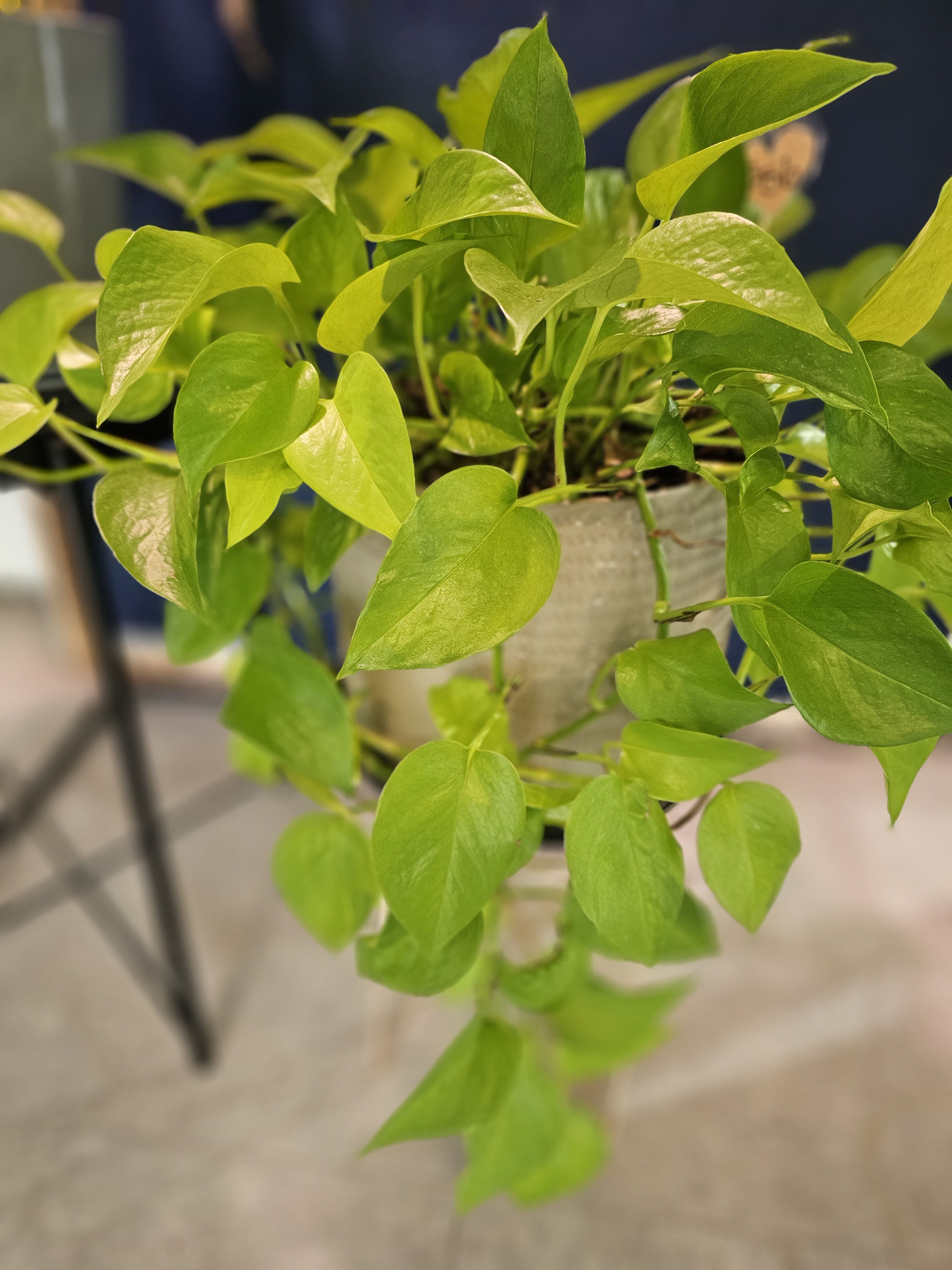 Neon pothos Neon pothos - These brilliant green leaves are sure to brighten up any corner of any room you place them in!