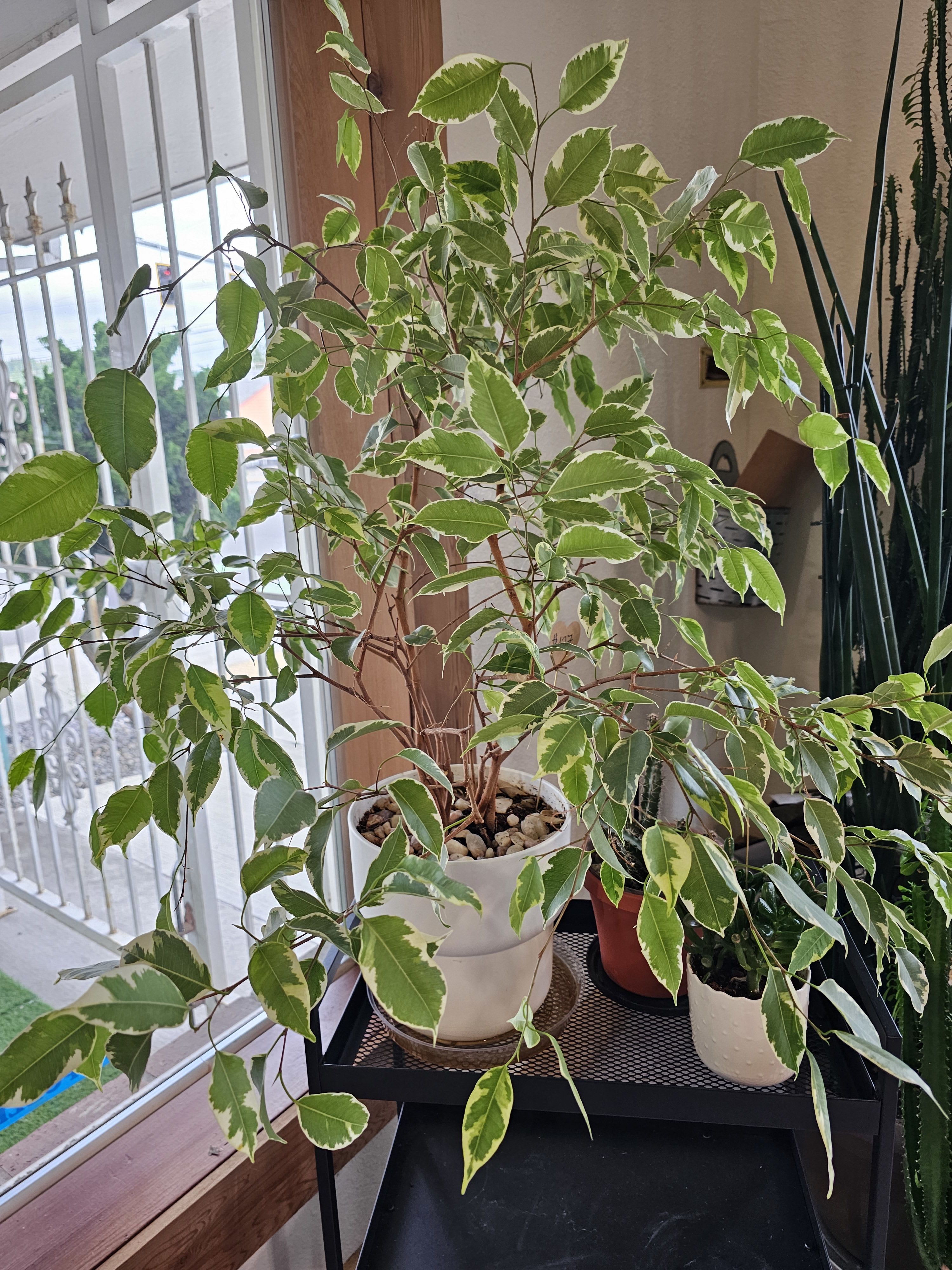 Varigated ficus Varigated ficus - Beautiful well established little tree with lovely leaves.