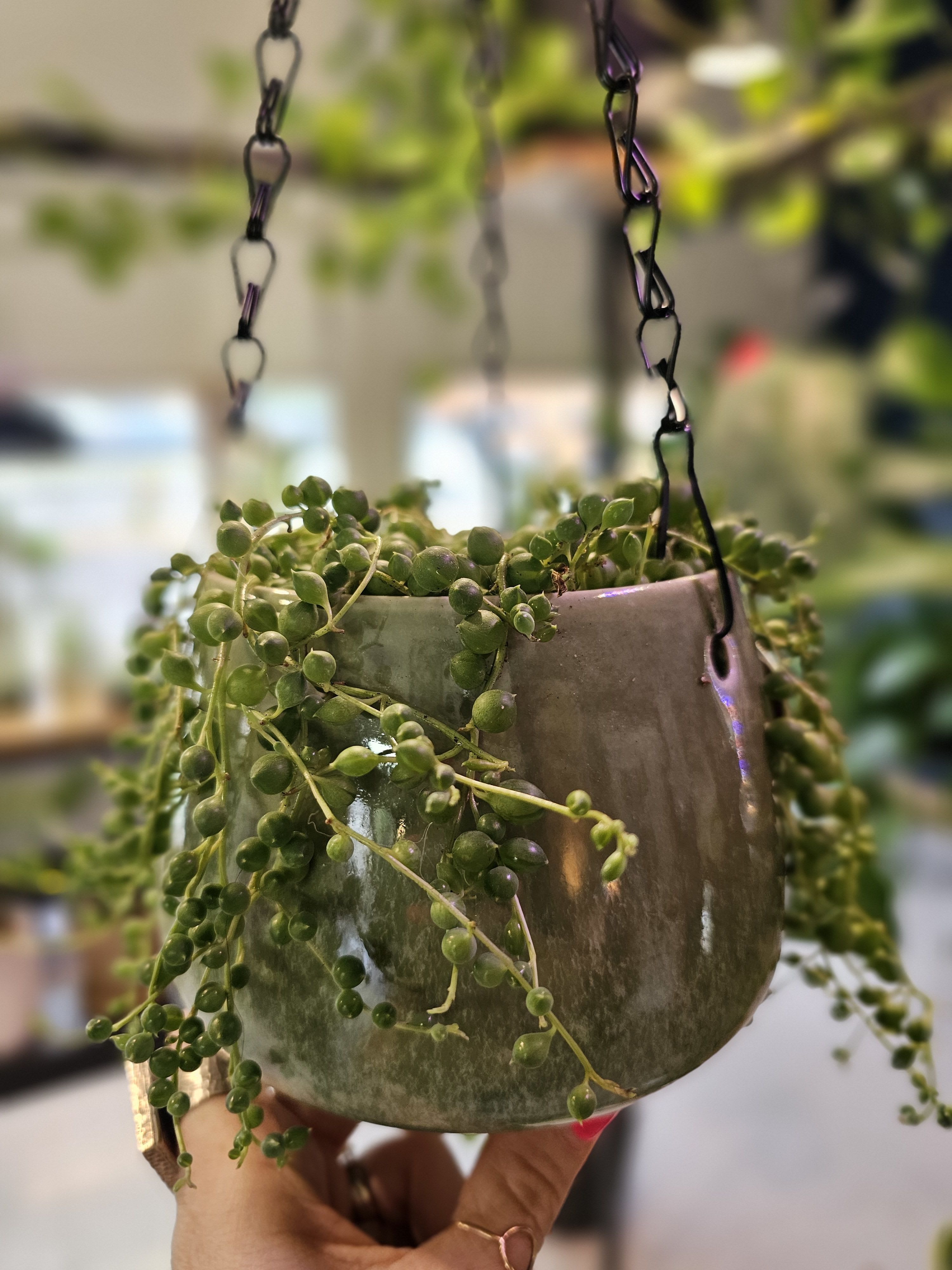 String of pearls - Perfect string of pearls in a locally hand made ceramic hanging pot. 