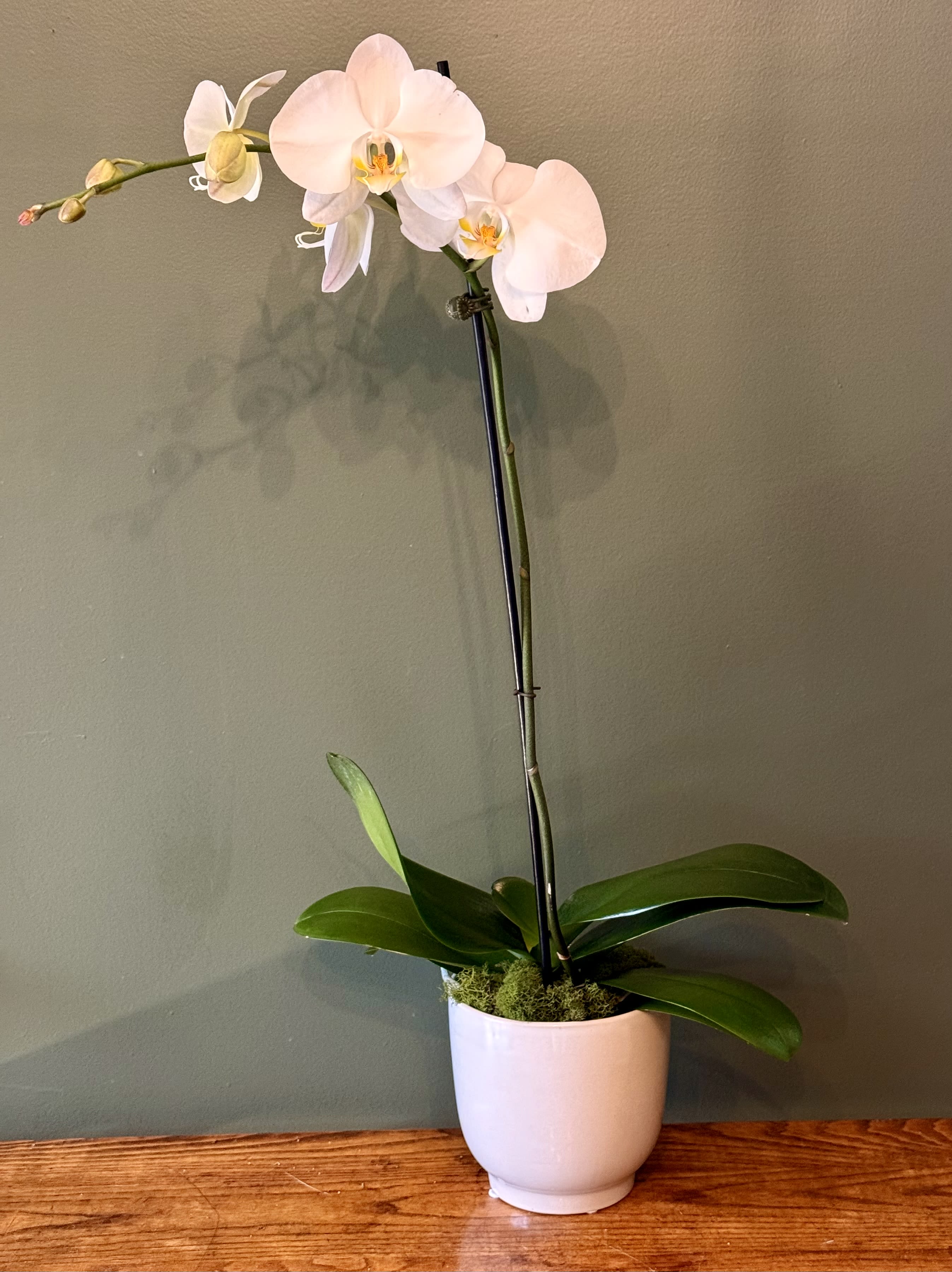 Orchid (Phalaenopsis) - The flowers of the popular and beautiful phalaenopsis orchid plant are thought to resemble moths in flight – and this exotic and graceful living gift, potted for a long blooming time, will decorate any room with elegance. Available in white.  Approximate size from base of vase to top of the flower: 33&quot;H.