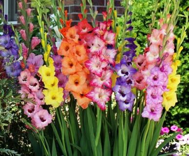 Gladiolus in a Vase Gladiolus in a Vase - An assortment of BEAUTIFUL gladiolus in a large vase with mixed greenery. This is an appropriate gift for any occasion!