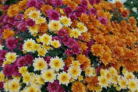 Designer's Exquisite Choice - Designer’s Choice of fresh seasonal blooms elegantly designed.  Due to the current situation, supply is limited, therefore, color and variety substitutions may be necessary, please specify if you have a preferred color and we will do our best to accommodate your request. 
