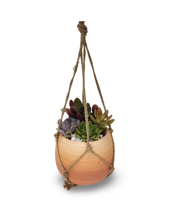 Hanging Succulent Planter - Select this unique hanging succulent planter. 