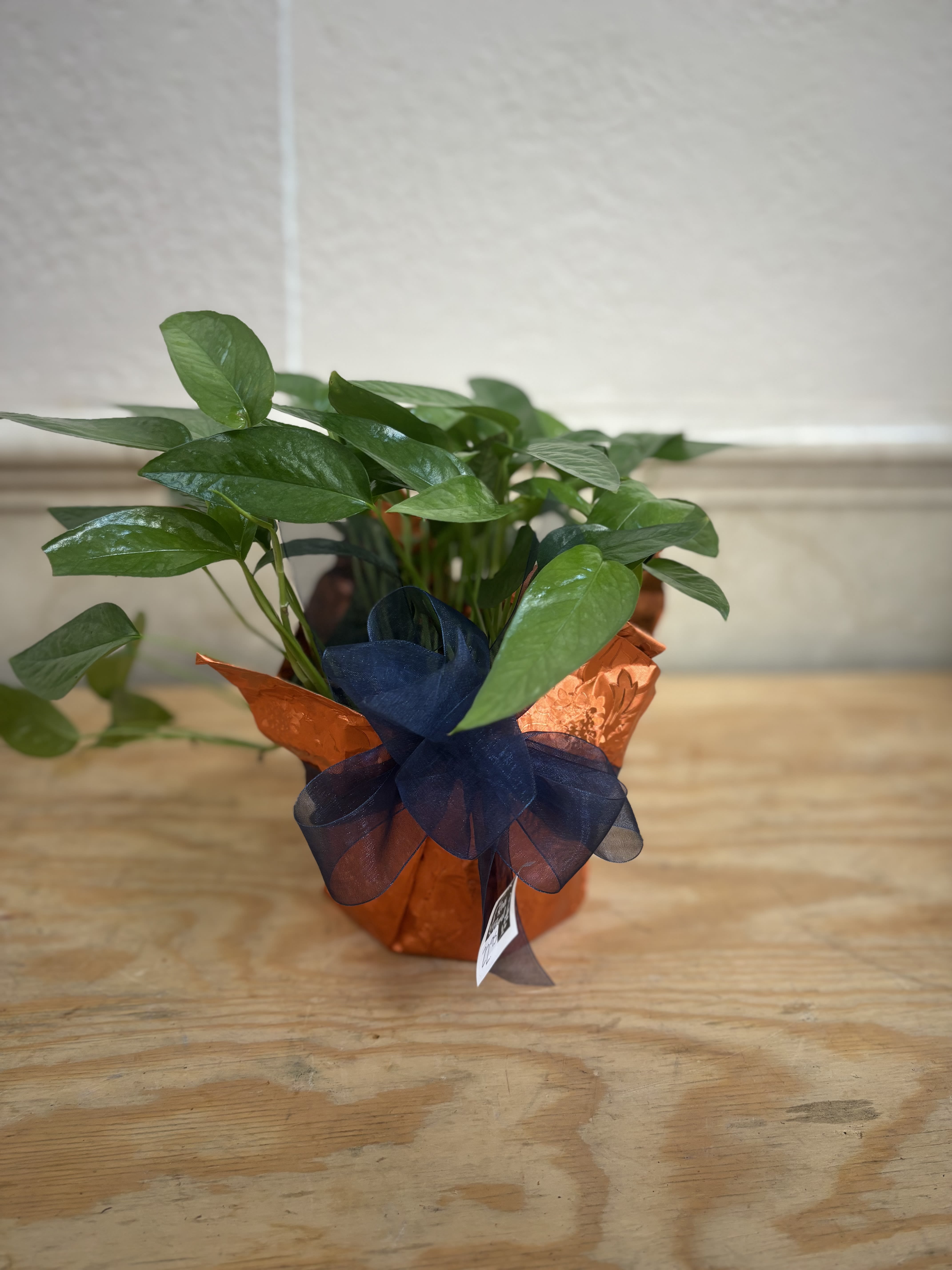 6" Wrapped Pothos 6" Wrapped Pothos - A 6" wrapped pothos plant with a bow.