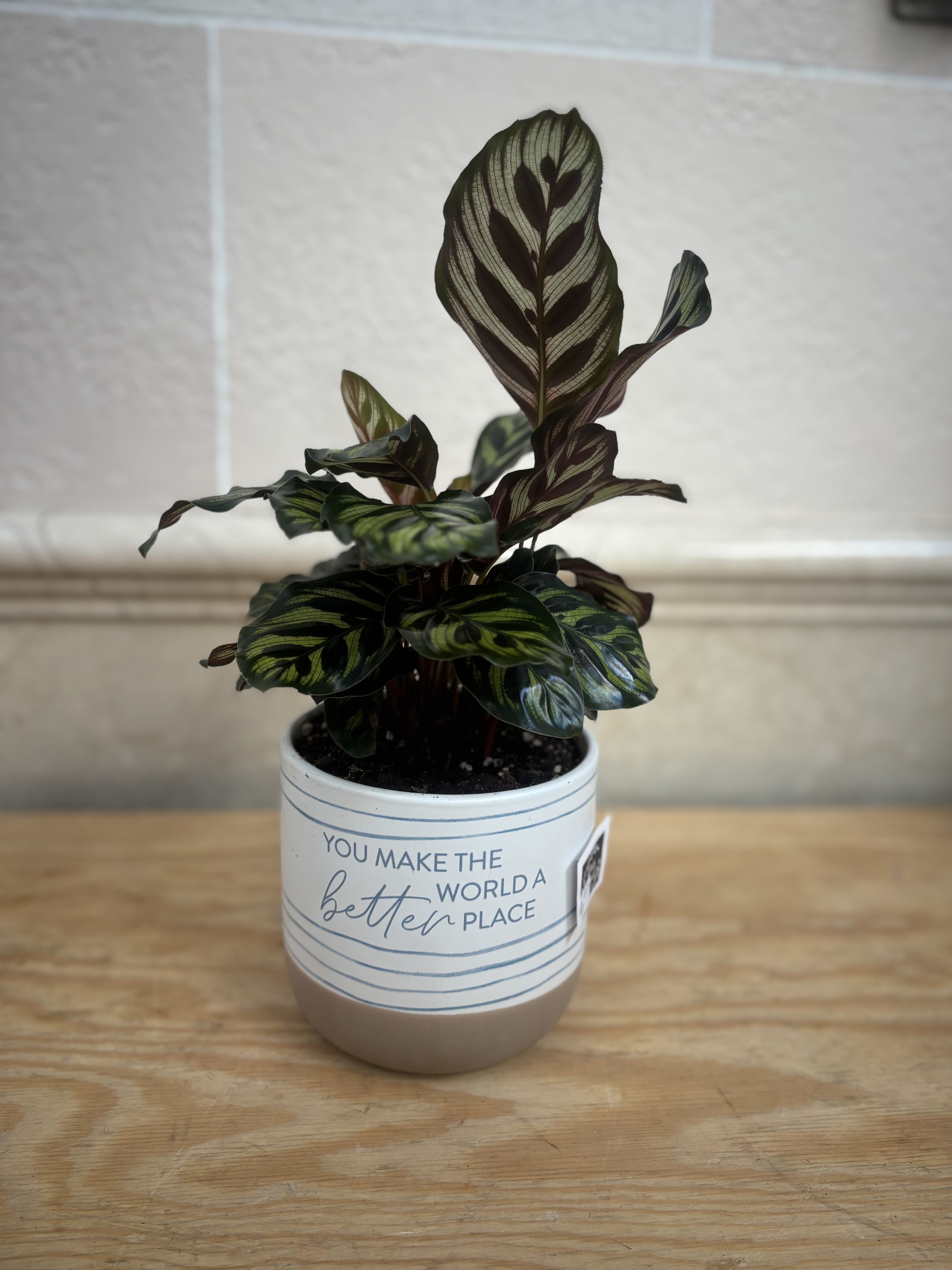 6&quot; Peacock Plant  - A 6&quot; peacock plant planted in a &quot;You Make The World A Better Place&quot; Pot. 