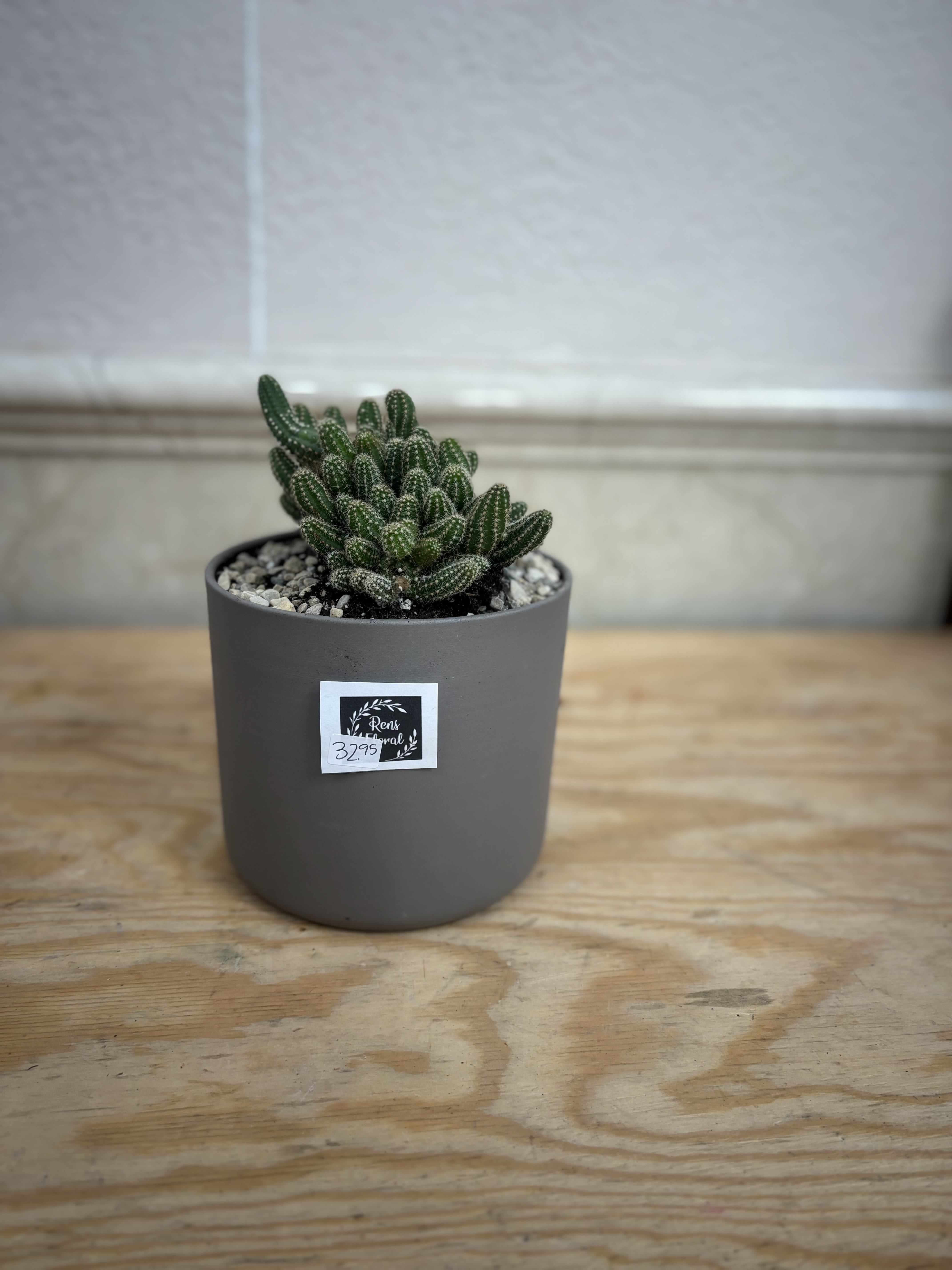 6&quot; Cactus  - A 6&quot; cactus planted in a grey pot. 