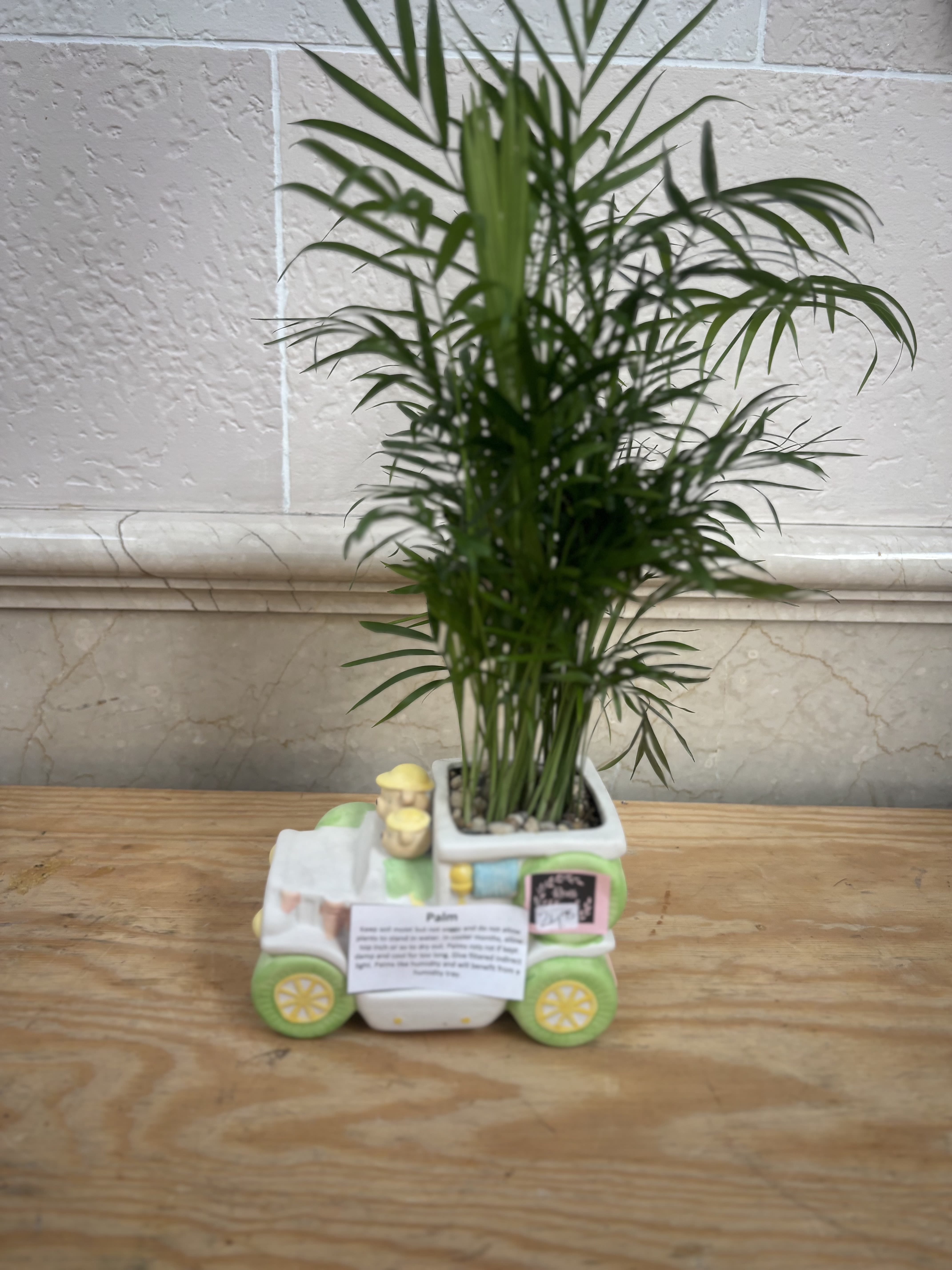 Baby Palm - A 4&quot; palm planted in a bus driven by teddy bears. 