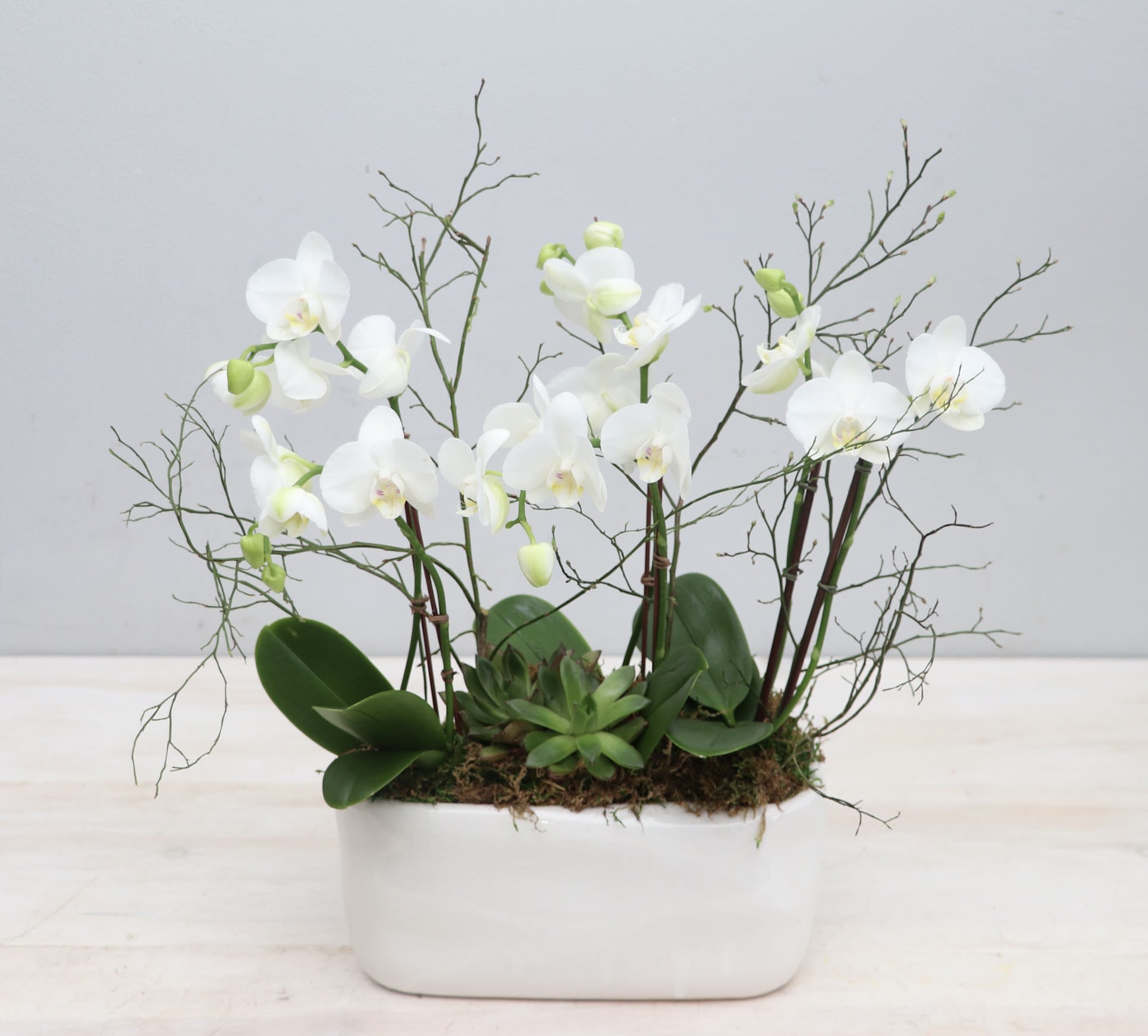 White Mini Orchids Vase - WeHo White Mini Orchids Vase - WeHo - Three white mini orchids placed in a white rectangle shaped vase. Overall height is approximately 15''. Upgrade to deluxe and premium for more orchids plants. Purple color also available upon request and availability.