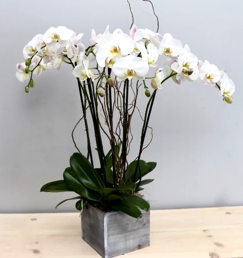 White Orchid Special - WeHo White Orchid Special - WeHo - Three double stem orchids in our square birchwood box accompanied with seasonal branches. Each upgrade adds 2 more orchid plants.