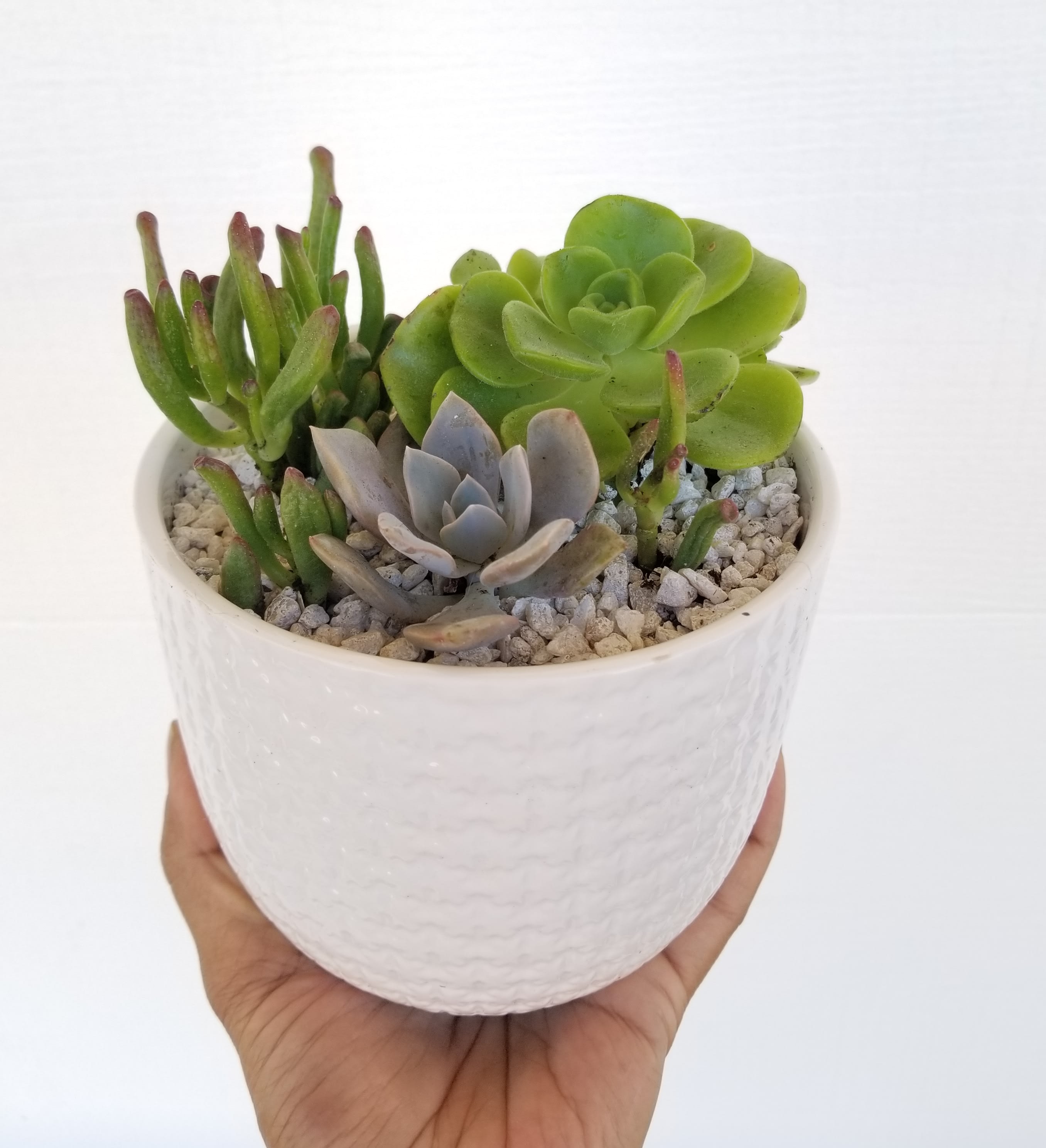 Desktop succulent planter - Ceramic planter with assorted succulents.  Ceramic container may vary in color. Please specify if you would like a white container as shown on the picture. 