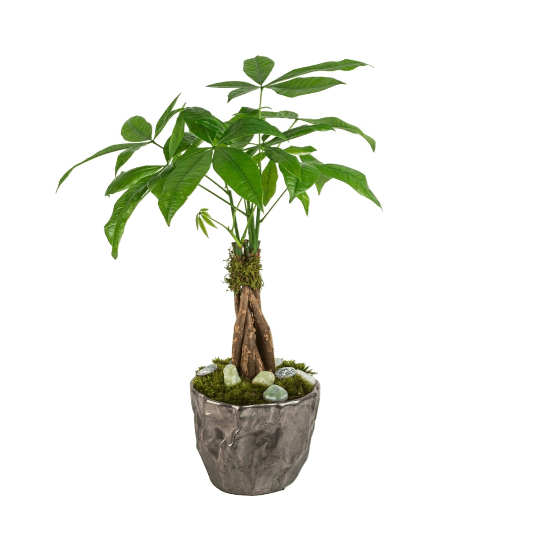Money Tree Plant Money Tree Plant - Send good fortune with the Money Tree plant. A hardy plant that can live in low light will make even the most amateur gardeners feel good. Containers vary based on availability.
