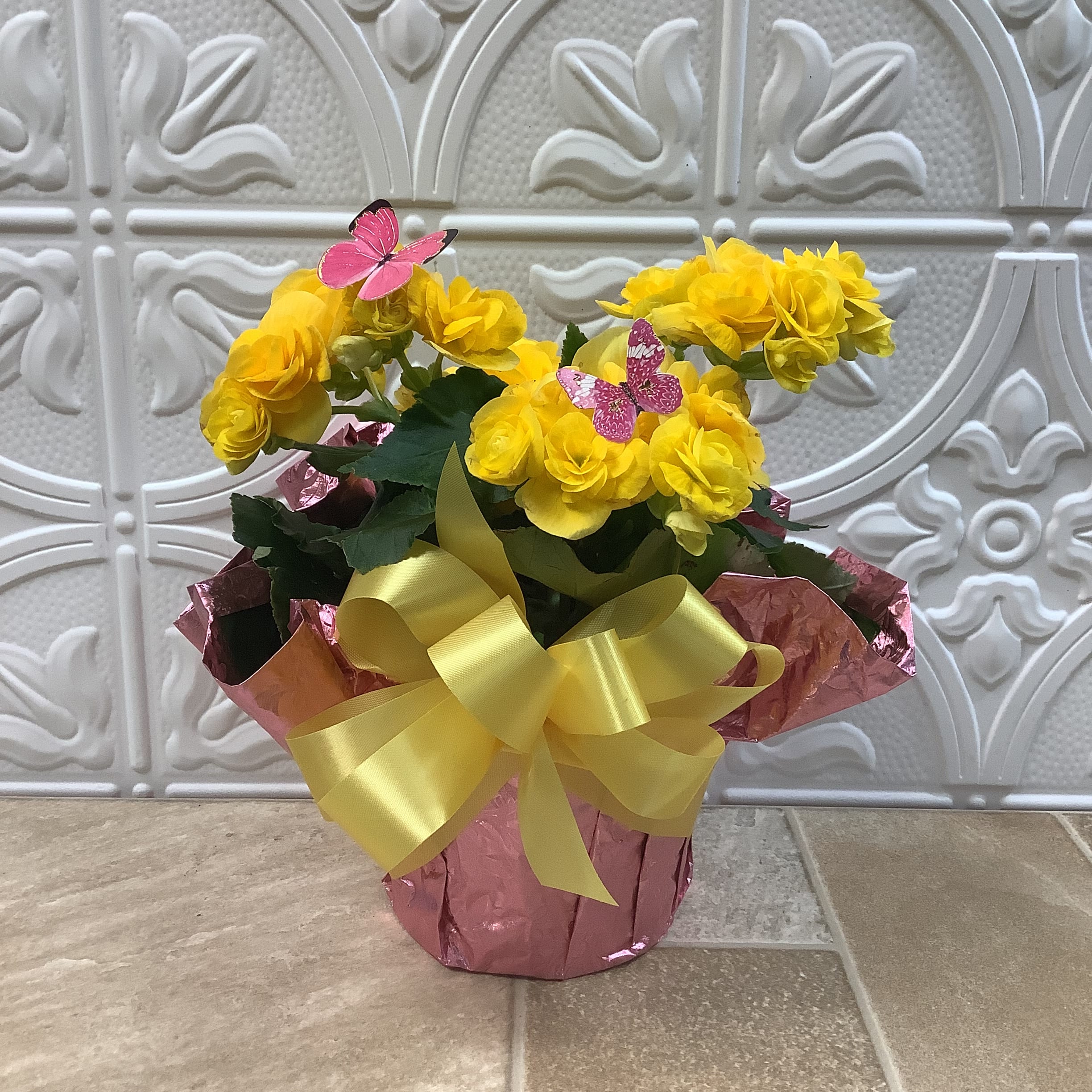 Begonia Plant, yellow - Our yellow begonia plant offers weeks of colorful blooms. It’s easy to care for too. 