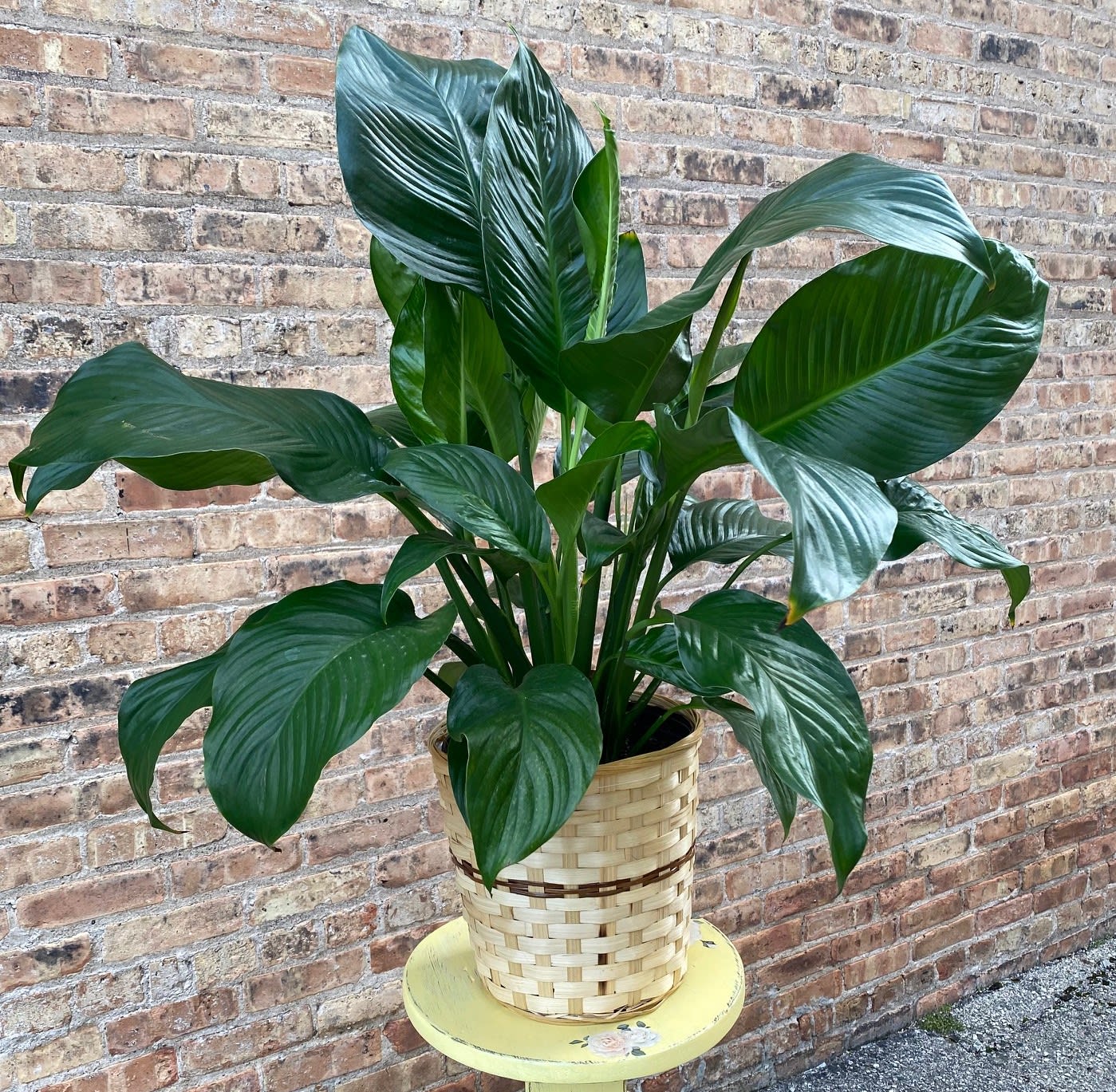 Peace Lily (Spathiphyllum) Large - A beautiful plant for so many occasions. Perfect for a floor display. There will be variations in each plant. Generally, Athis plant will be approximately 28&quot; high.  We are proud to deliver our flower creations to the Kenosha, Somers, Bristol, and Pleasant Prairie area. With over 55 years of combined flower design experience in Kenosha, Wisconsin, A Summer's Garden Florist and Gifts is the perfect choice for the freshest flowers, most creative design, and exceptional customer service.
