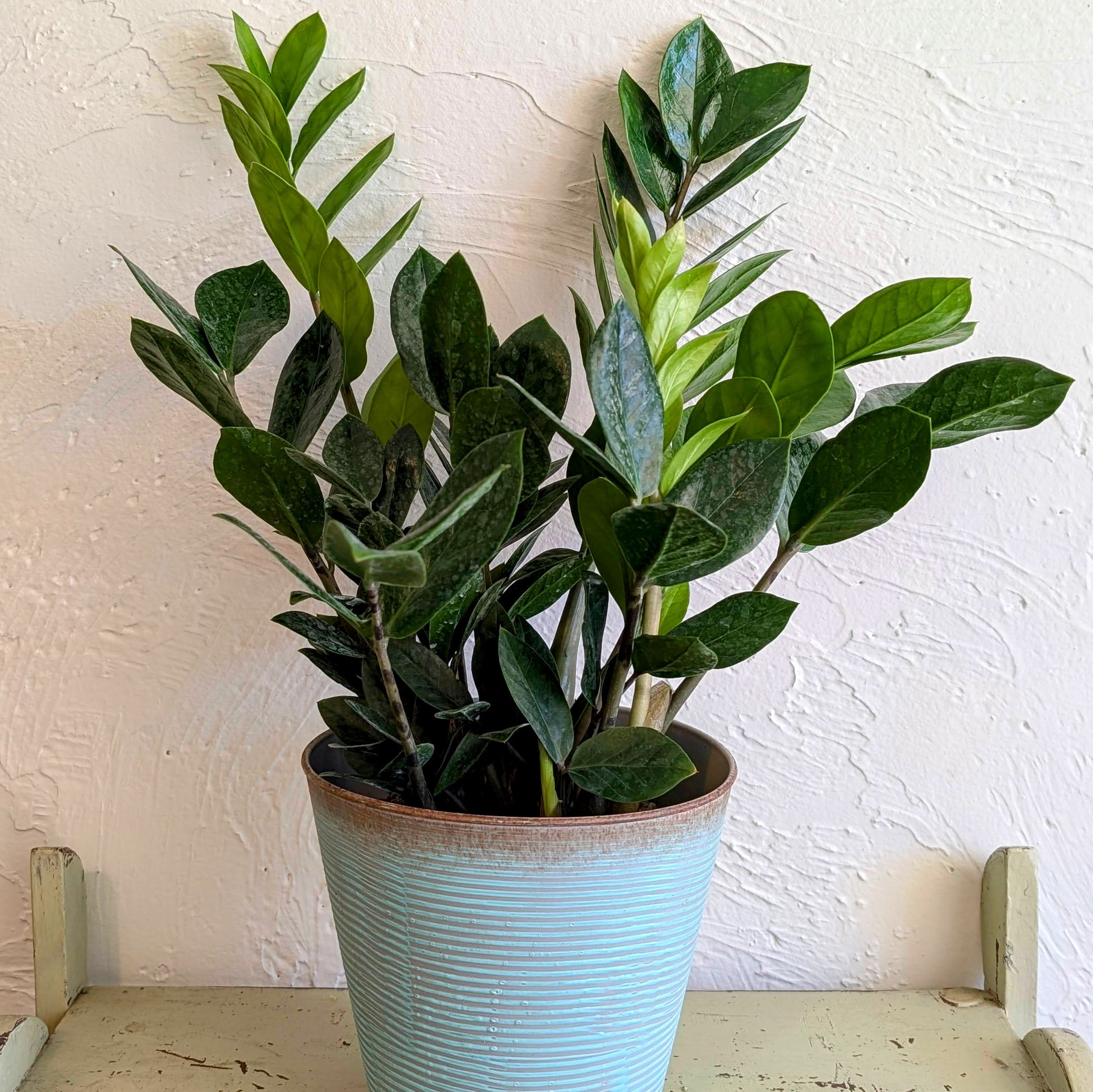 ZZ (Top) Plant - Get ready to rock your green thumb with the ZZ Top Plant! This 6-inch showstopper flaunts sleek, dark green leaves that are as tough as they are stylish. Perfect for those who want a no-fuss plant that thrives in low light and needs minimal watering. Whether you're a plant novice or a seasoned pro, the ZZ Top Plant will rock your world.