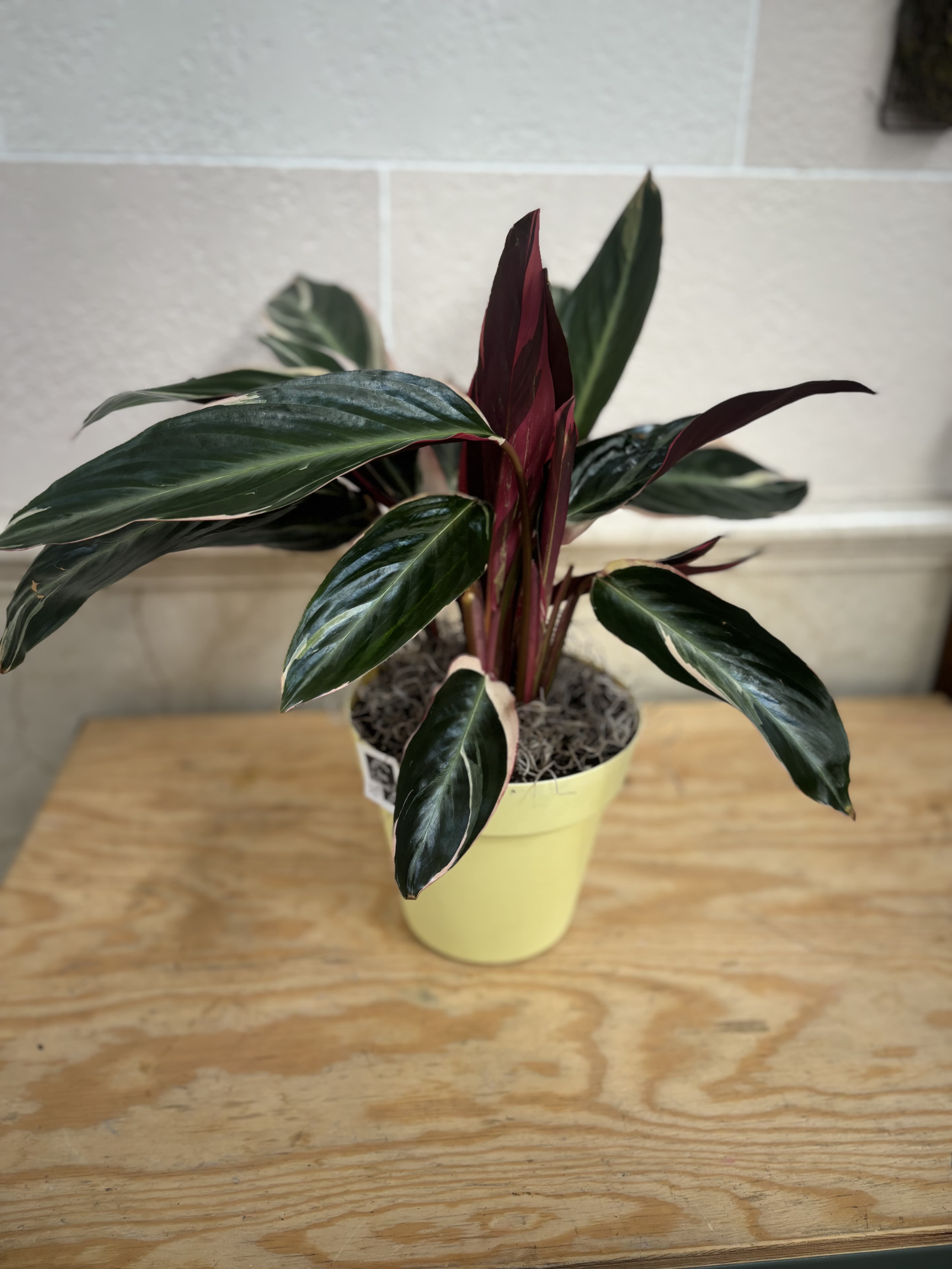 6&quot; Calathea in Yellow Plastic Pot - A 6&quot; calathea planted in a yellow plastic pot.