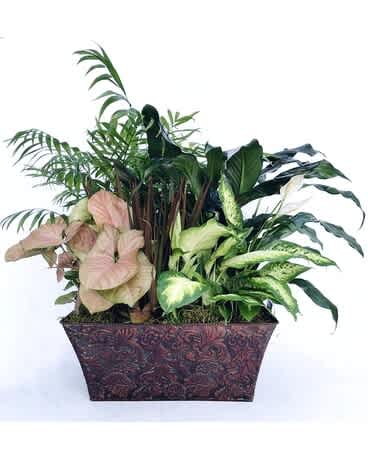 Elegant European Garden - Hillside's cutom Euopean garden with a varity of green plants in a large metal container.