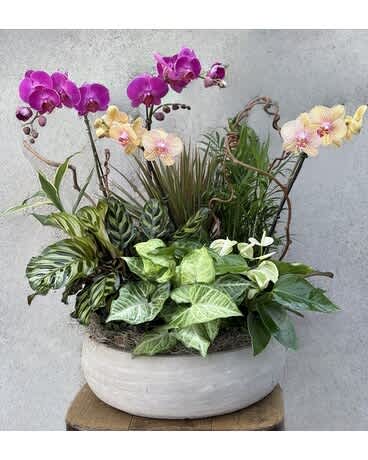 Greatest Strength Orchid Planter - This beautiful, large planter features two 5&quot; orchids and five additional plants. Please note that the orchid color may vary.