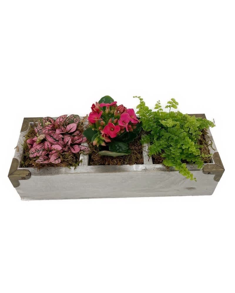 Planter Box - Planter box filled with 3 different plant. Pick up only unless ordered with something else.