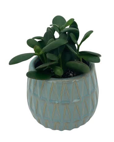 Set of planters - This beautiful set of planters can be purchased individually or as a whole set. The largest planter is a Dracaena. The mid planter is a Compacta Dracaena. The small planter is a rubber plant.