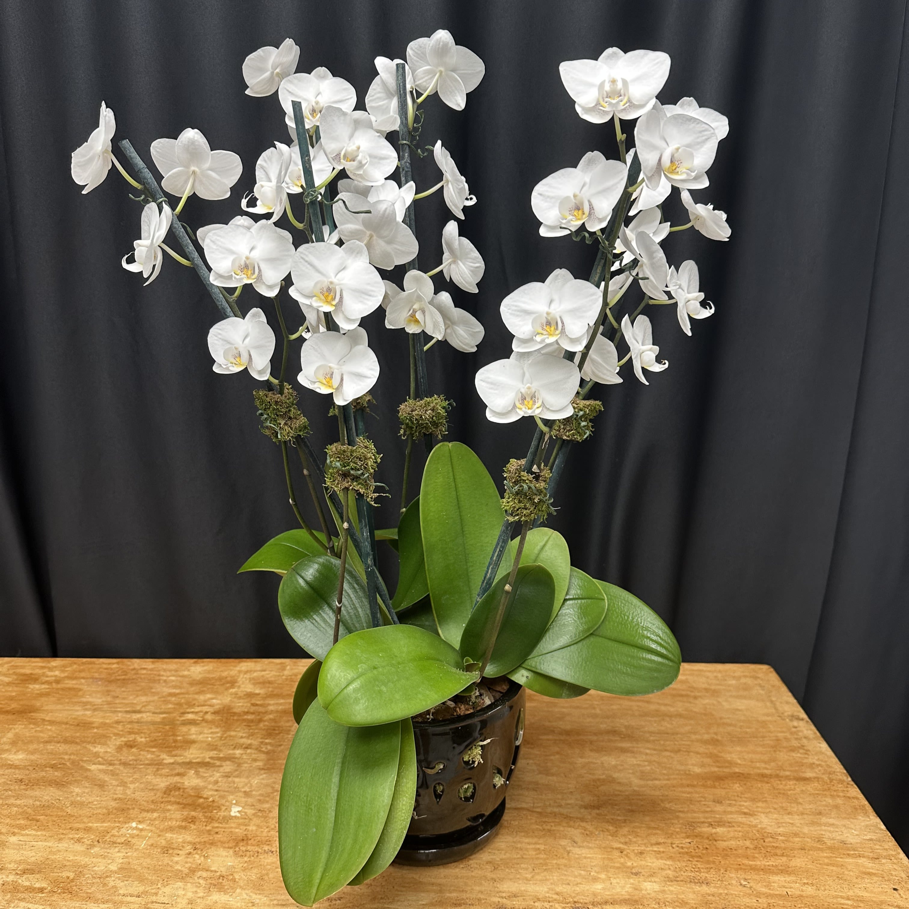 Majestic Orchid - Elevate any space with the timeless beauty of our Majestic Orchid. This exquisite white phalaenopsis orchid, showcased in a chic black ceramic pot, exudes sophistication and grace. With its cascading blooms and lush green leaves, it makes a striking centerpiece or an unforgettable gift—perfect for celebrating life’s most special moments in true luxury style.