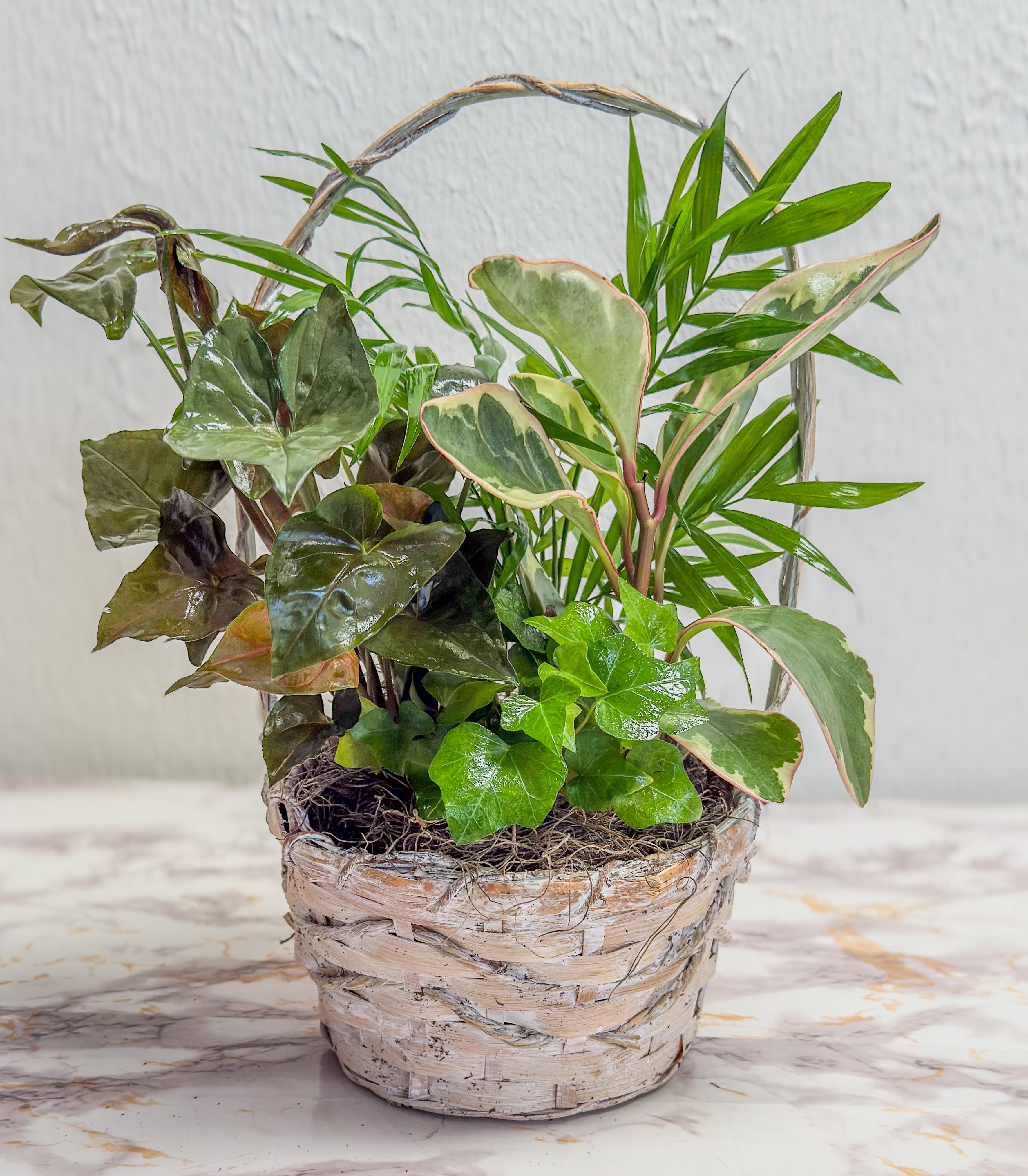 6in Basket Dish Garden  - Woven basket filled with a mixture of green plants.The perfect lasting gift for a business, home or sympathy.