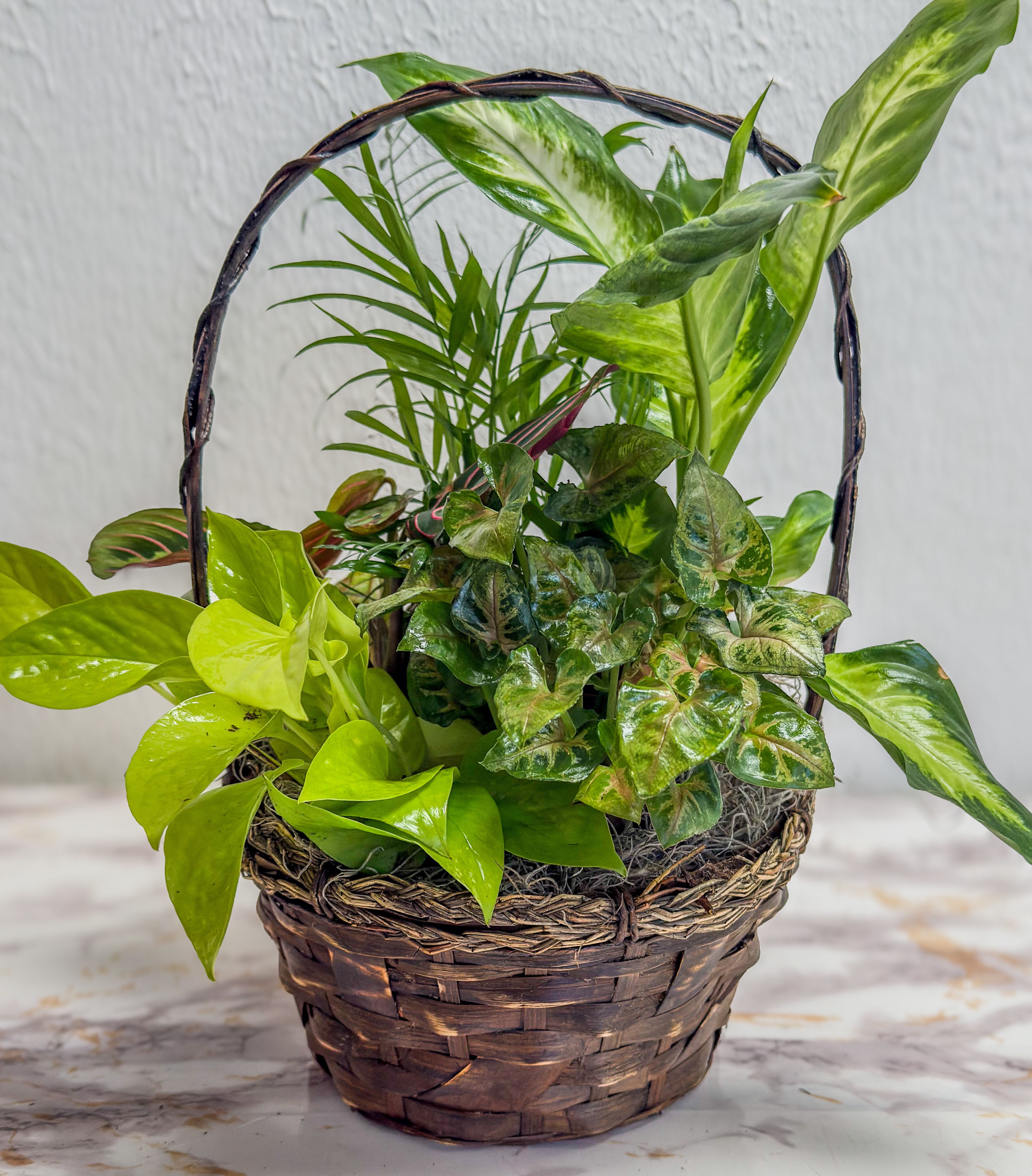8in Basket Dish Garden - 8in Woven basket filled with a mixture of green plants.The perfect lasting gift for a business, home or sympathy.