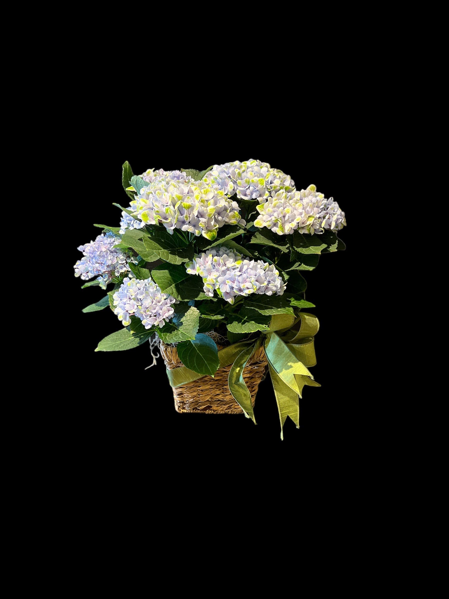 Blooming Hydrangea Plant ingrass pot cover (Colors vary) Containers vary - Beautiful blooming plant, beloved hydrangea in seagrass pot cover complete with ribbon.  Color of blooms DOES vary depending on availability.  ***LIMITED SUPPLY  
