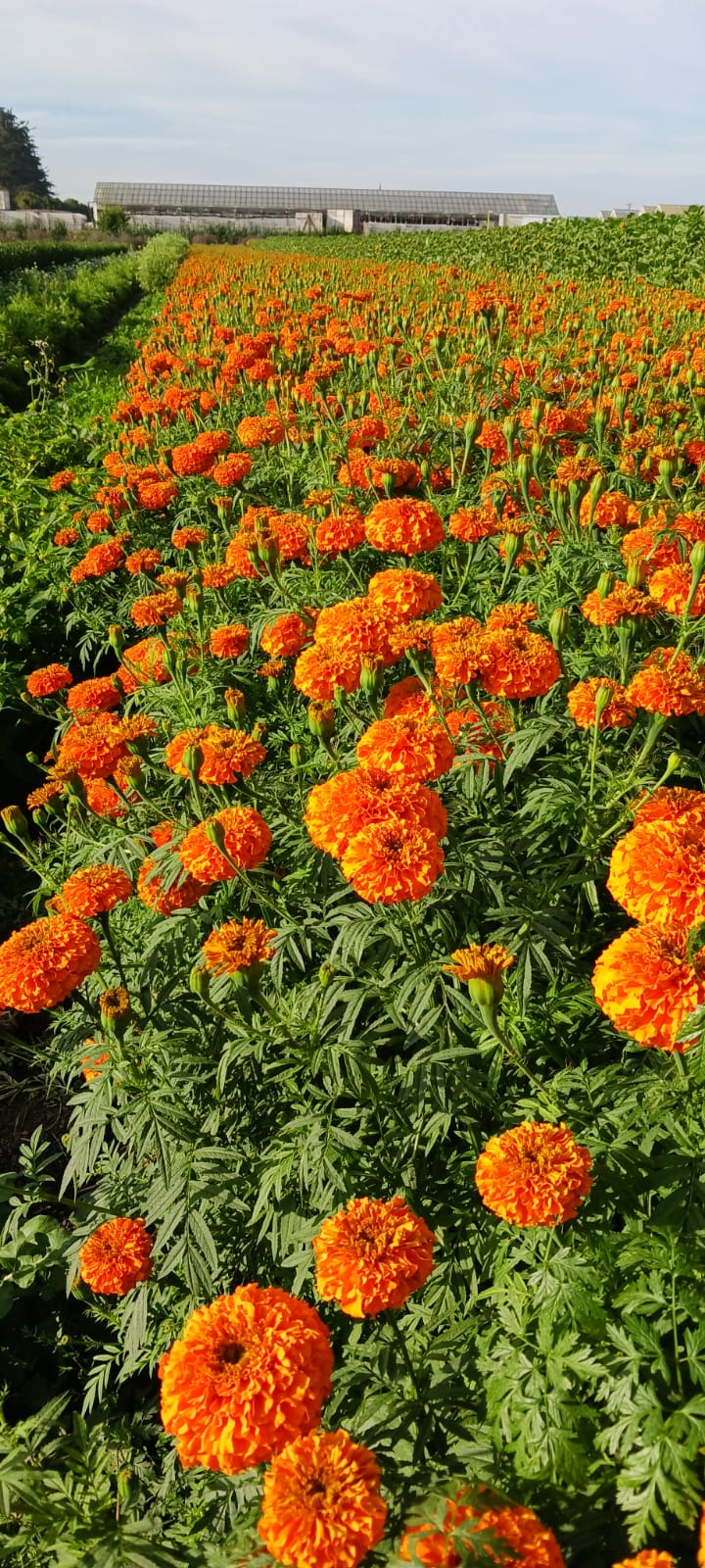 Marigolds/Cempasúchil  - Marigolds come in packages of about 20-25 blooms. Orange and yellow