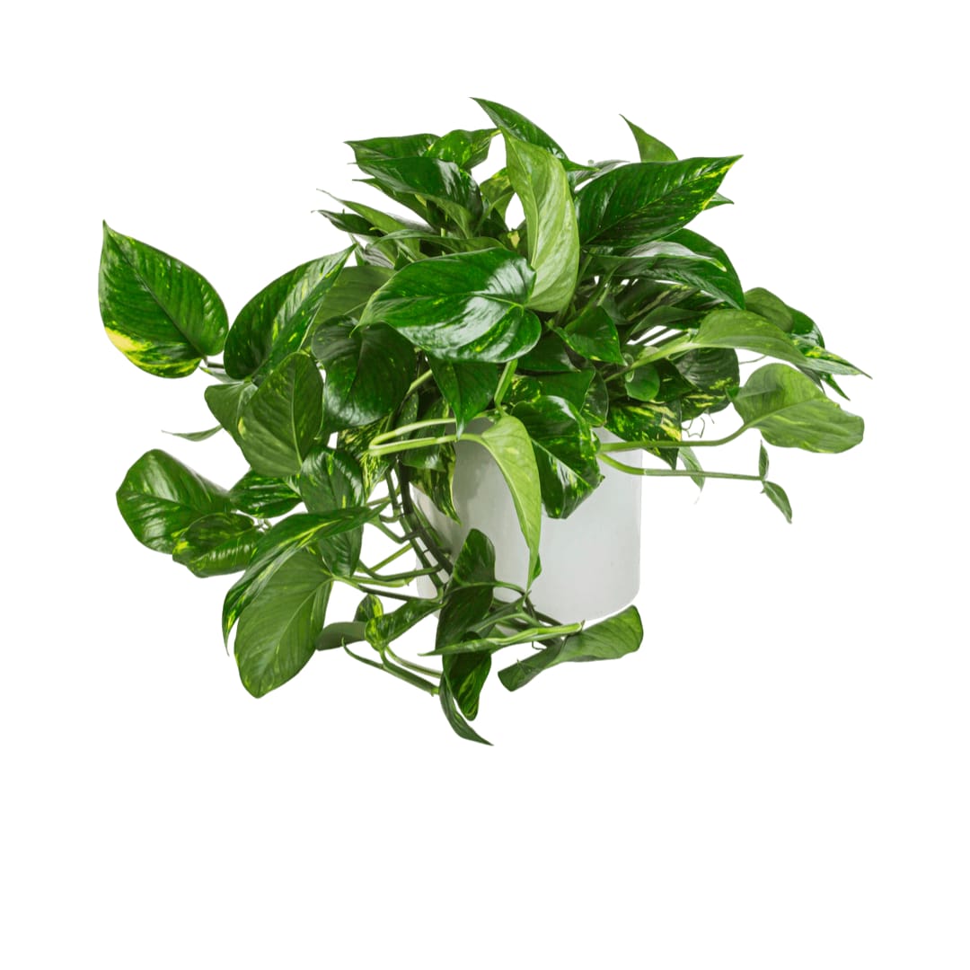 Pothos Plant Pothos Plant - A large Pothos Plant that updates any living space. Pothos Plant's are known to remove toxins from the air and don't need to be watered frequently. Containers vary.