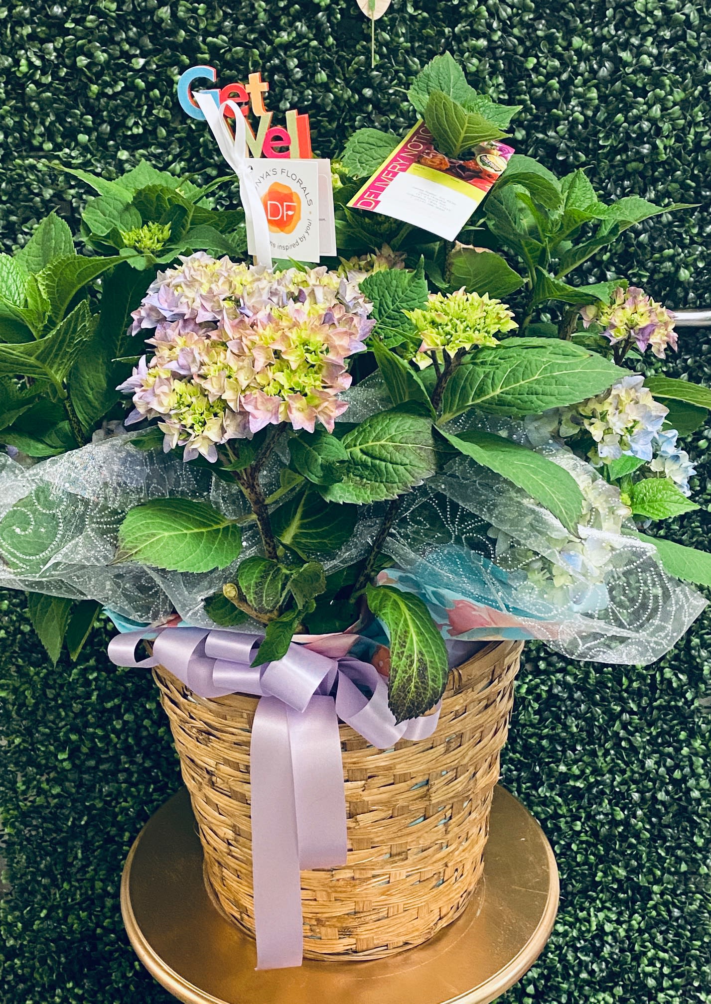 Blue Hydrangea Plant, St Augustine Delivery - With its big, beautiful blooms, blue hydrangea symbolizes perseverance, serenity, and emotions like gratitude, understanding, and apology. Send your Thank You, Welcome Home, or Sorry for Your Loss sentiments with this garden-ready Hydrangea planter.   Perennial and repeat-blooming. Pink or White may also be available. Seasonal item.