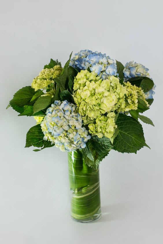 Green &amp; Blue Hydrangea in Leaf Lined Cylinder Vase - Mix of large variety blue hydrangeas and smaller variety green hydrangeas in a tall, leaf lined cylinder.