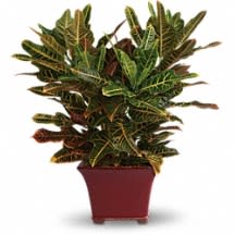 Stanley Croton - The croton is dignified and delightful. Its glossy green leaves carry vibrant accents of red and orange, making it the perfect plant for a wide variety of locations. Easy to care for and easy to love, this is one plant that is sure to brighten everyone's day.
